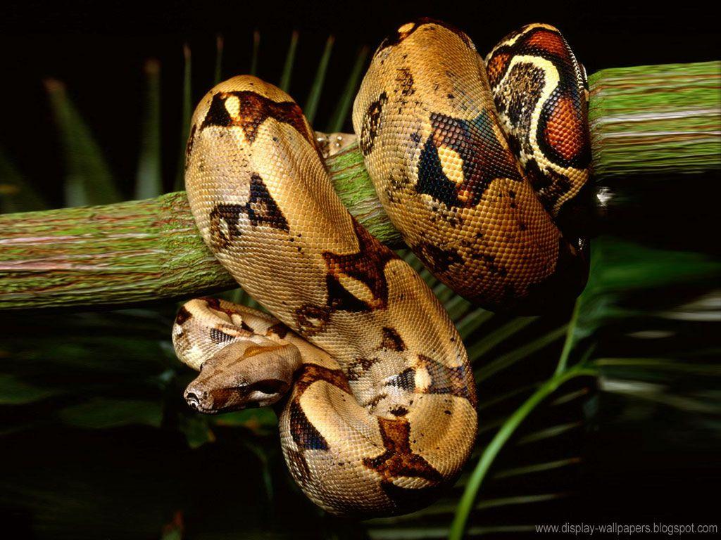 Python Snake Wallpapers - Top Free Python Snake Backgrounds ...