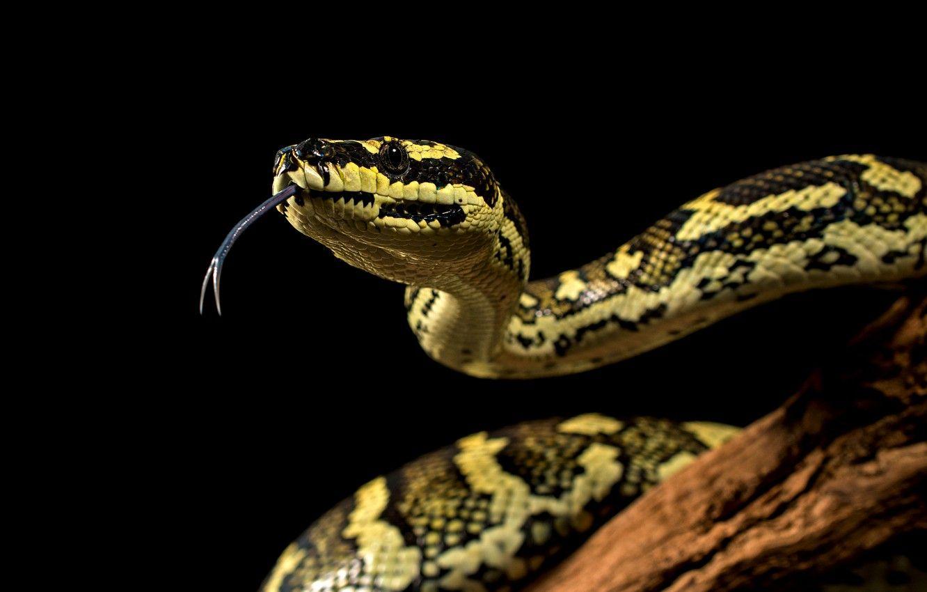 Python Snake Wallpapers - Top Free Python Snake Backgrounds ...
