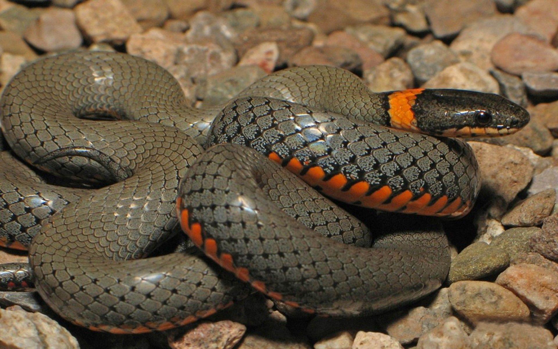 Python Snake Wallpapers - Top Free Python Snake Backgrounds