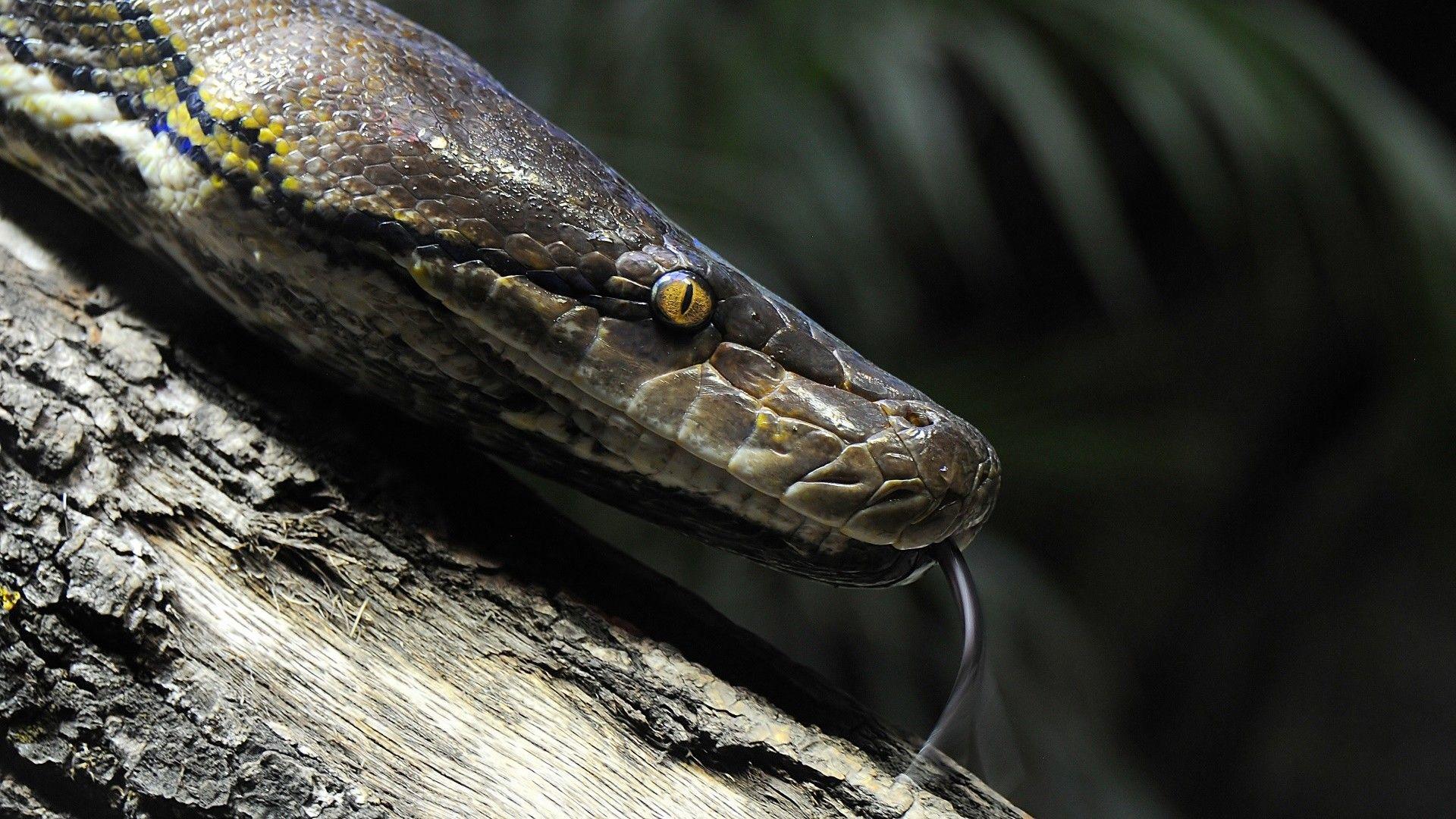 Featured image of post Reticulated Python Wallpaper : Reticulated python is the most powerful in the whole species, it has a capability to kill humans but attacks are very rare.