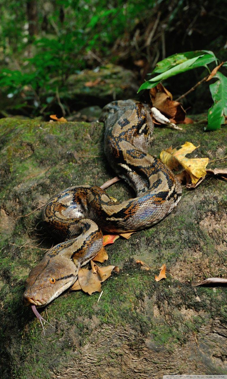 768x1280 Reticulated Python Snake Ultra HD Desktop Background Wallpaper for 4K UHD TV : Widescreen & UltraWide Desktop & Laptop : Tablet