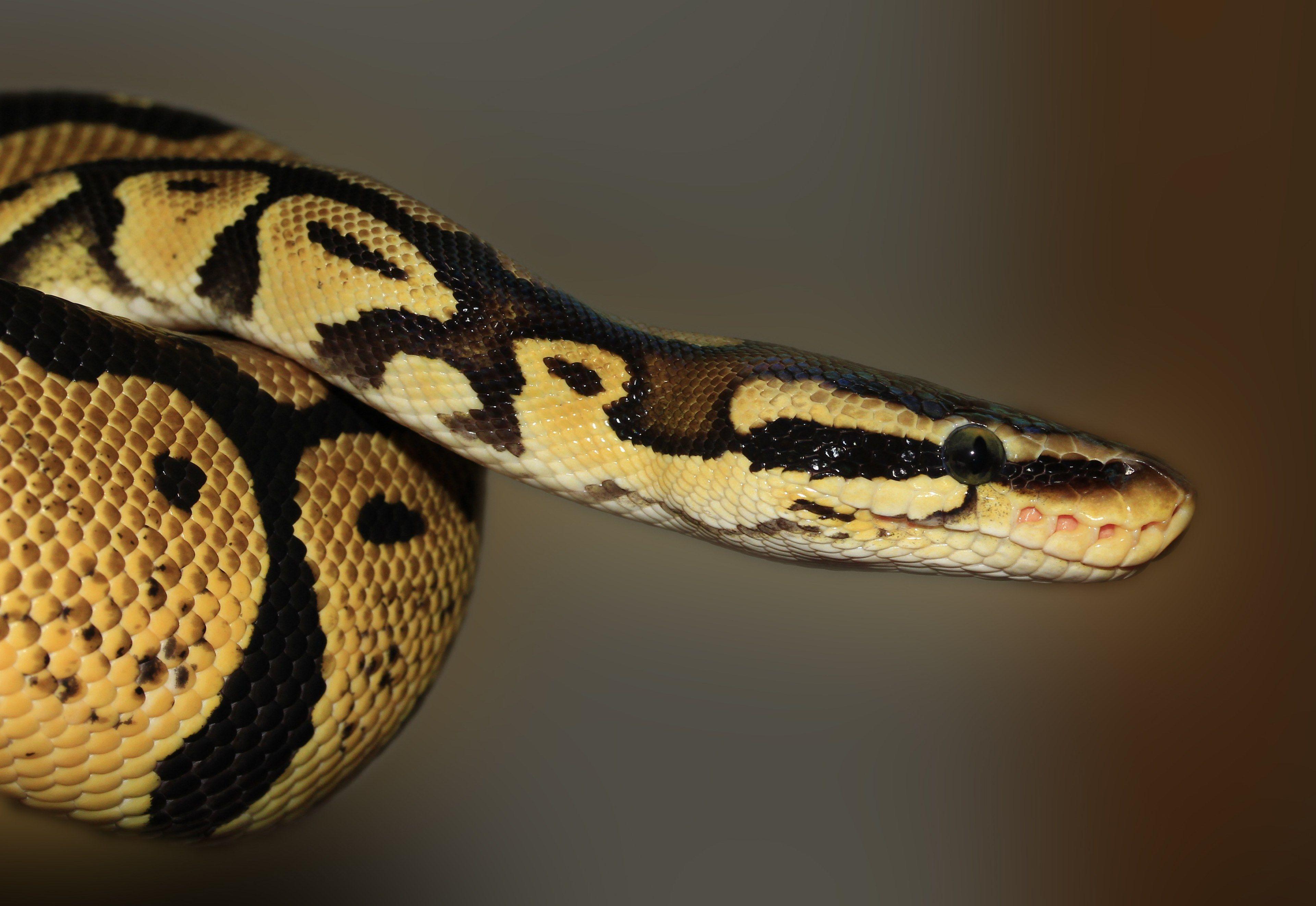 3840x2645 Wallpaper / snake ball python python regius beauty golden 4k wallpaper