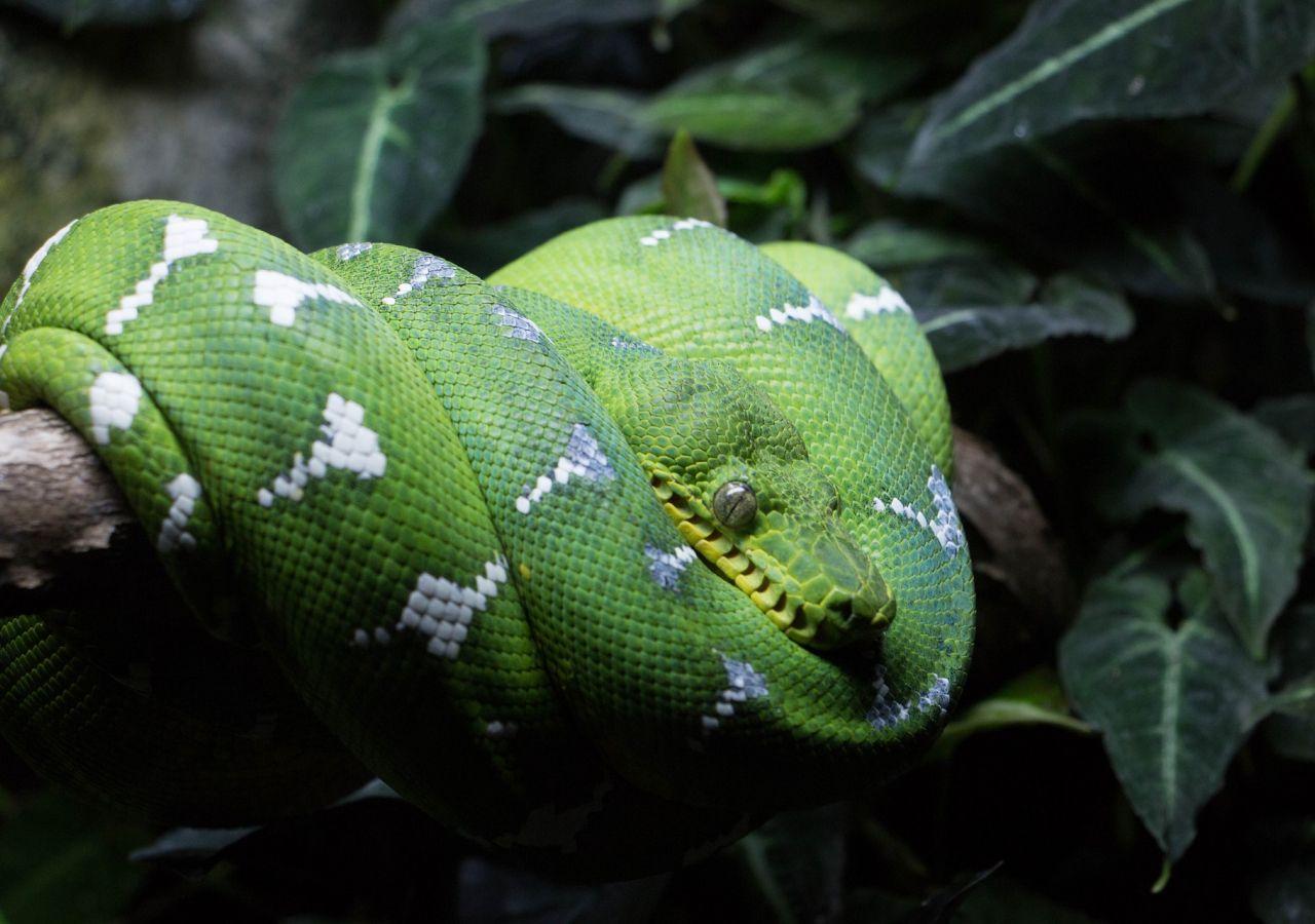 Python Snake Wallpapers - Top Free Python Snake Backgrounds ...
