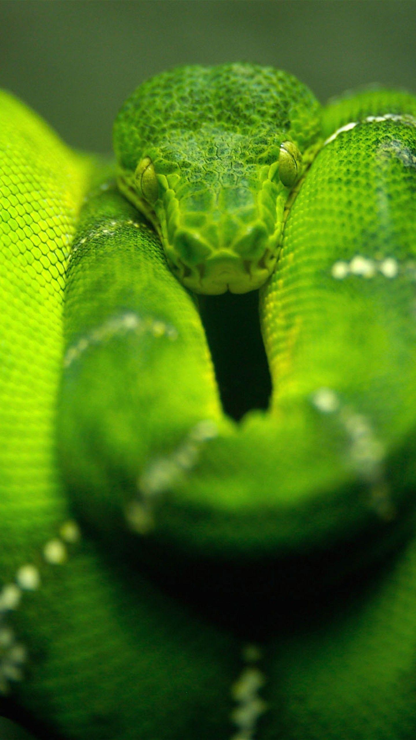 Python Snake Wallpapers - Top Free Python Snake Backgrounds