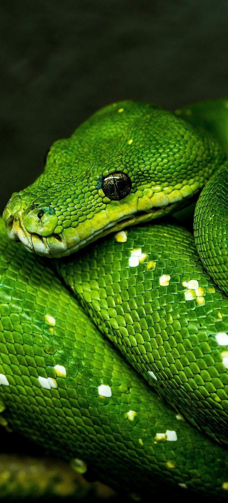 Python Snake Wallpapers - Top Free Python Snake Backgrounds ...