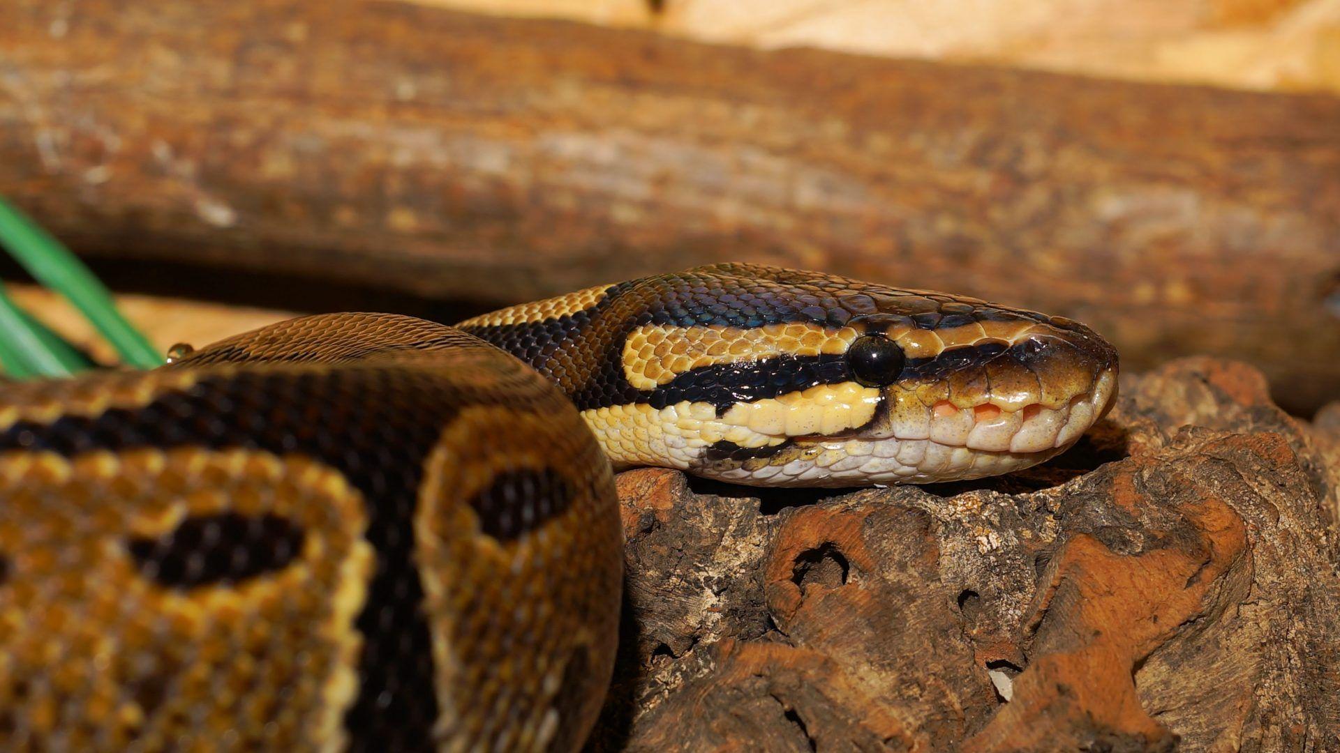 Python Snake Wallpapers - Top Free Python Snake Backgrounds ...