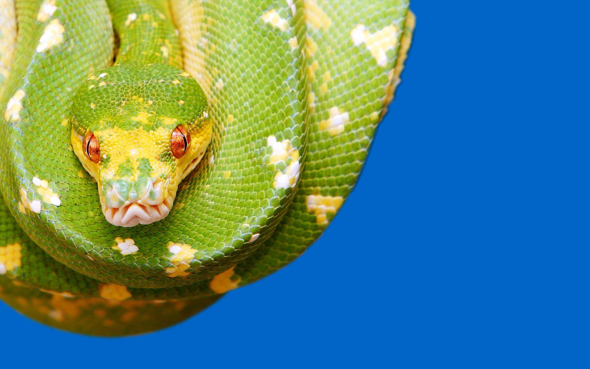 Python Snake Wallpapers - Top Free Python Snake Backgrounds ...