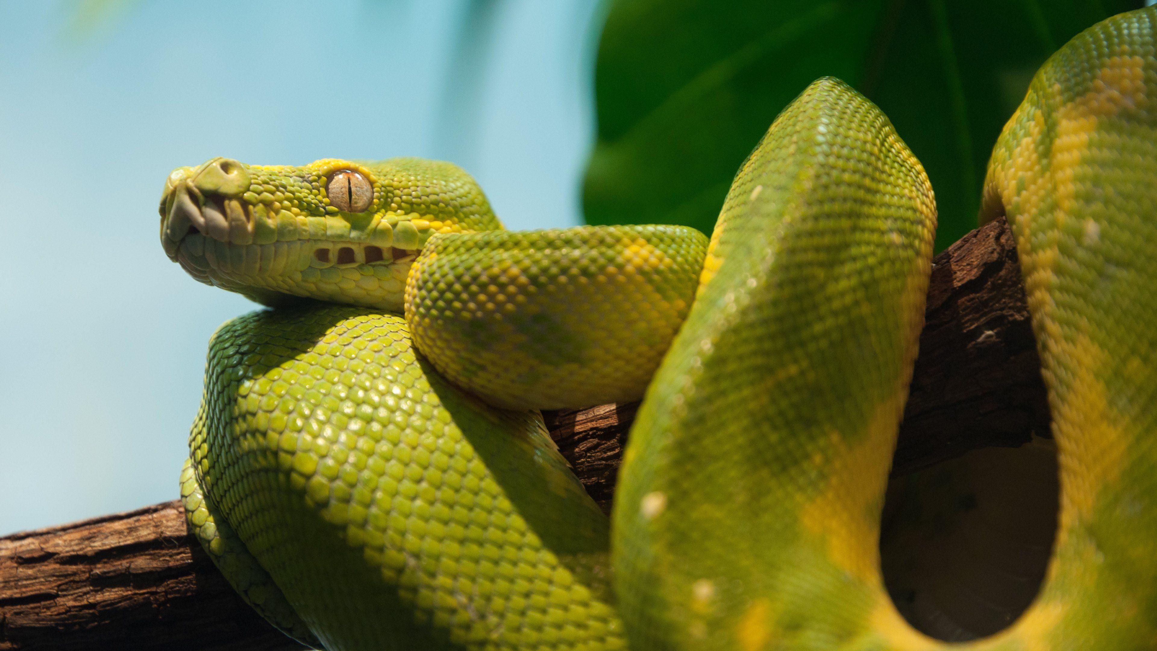 Python Snake Wallpapers - Top Free Python Snake Backgrounds ...