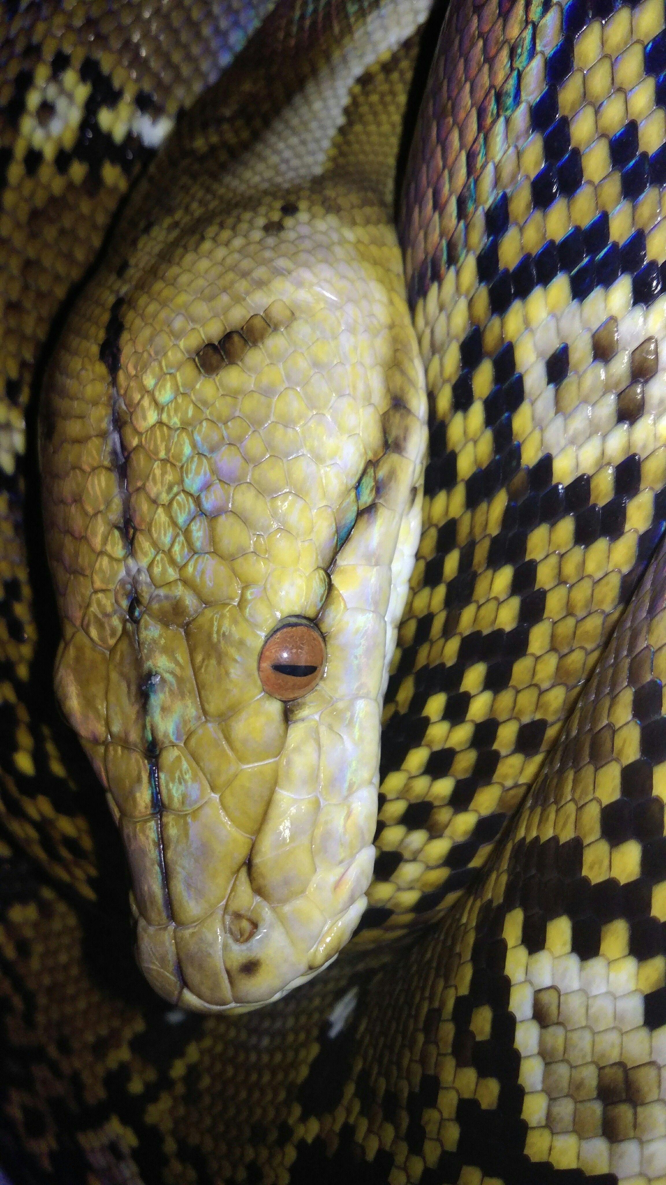 Python Snake Wallpapers - Top Free Python Snake Backgrounds ...