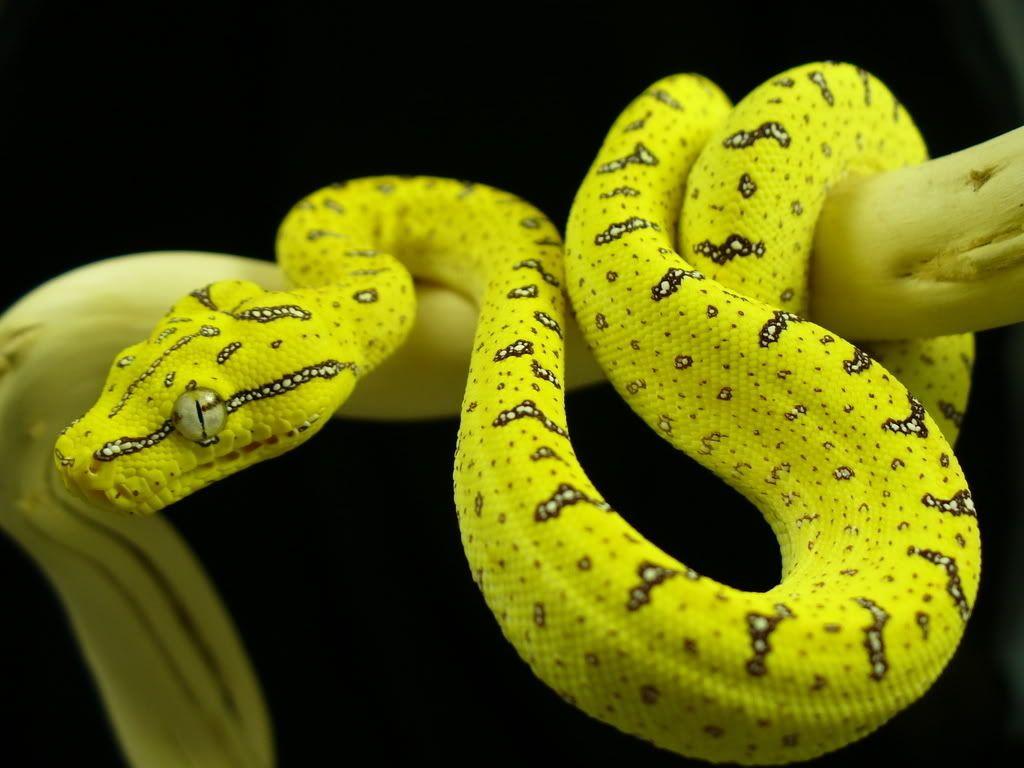 Python Snake Wallpapers - Top Free Python Snake Backgrounds ...