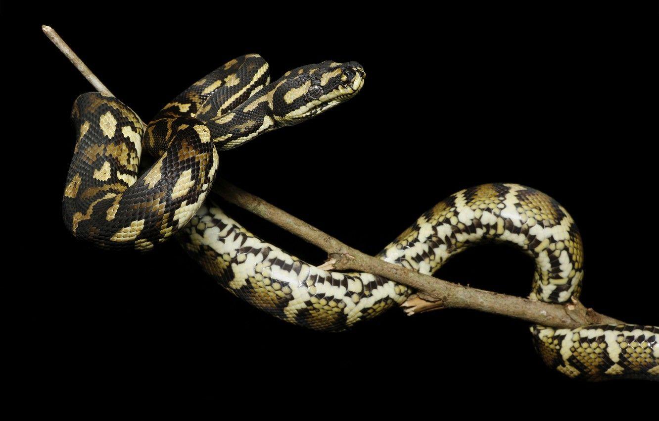 Python Snake Wallpapers - Top Free Python Snake Backgrounds ...