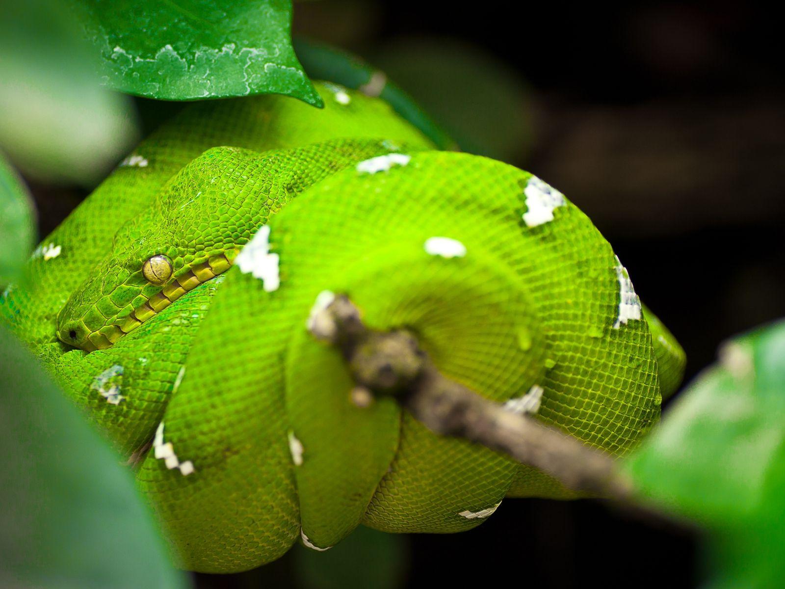 1600x1200 Green Tree Python Snake HD Wallpaper