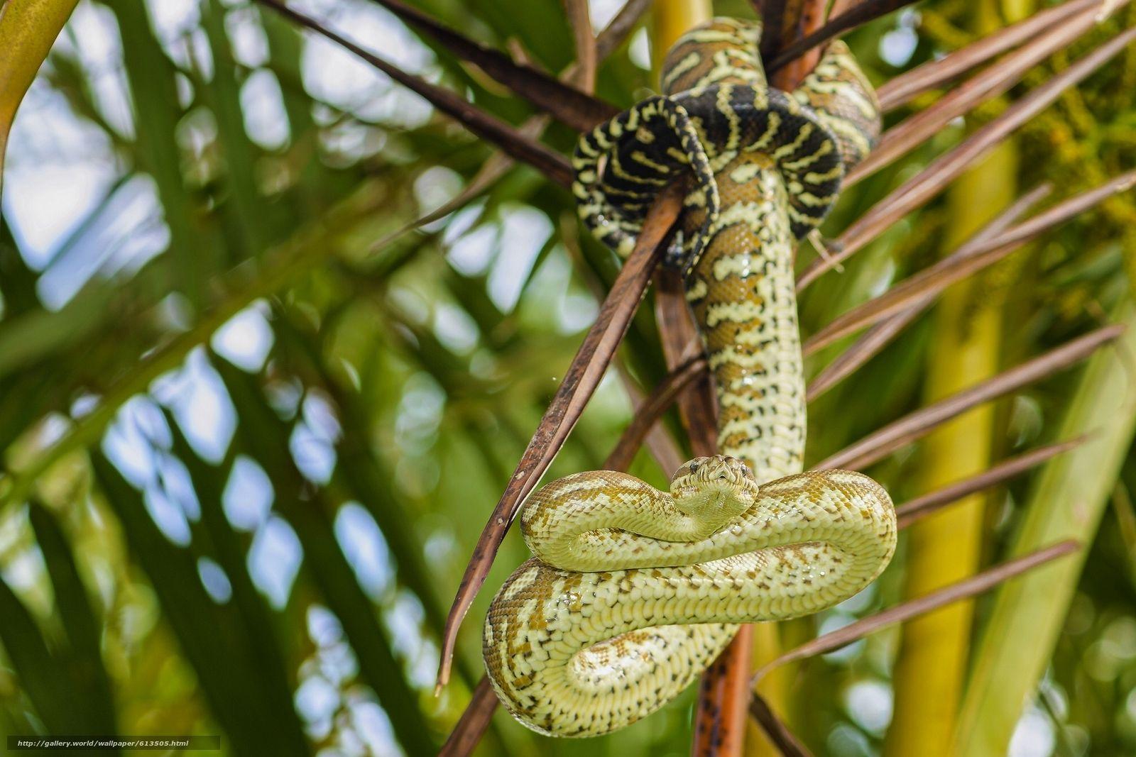 1600x1067 Download wallpaper diamond python, carpet snake, python, snake free desktop wallpaper in the resolution 1920x1280