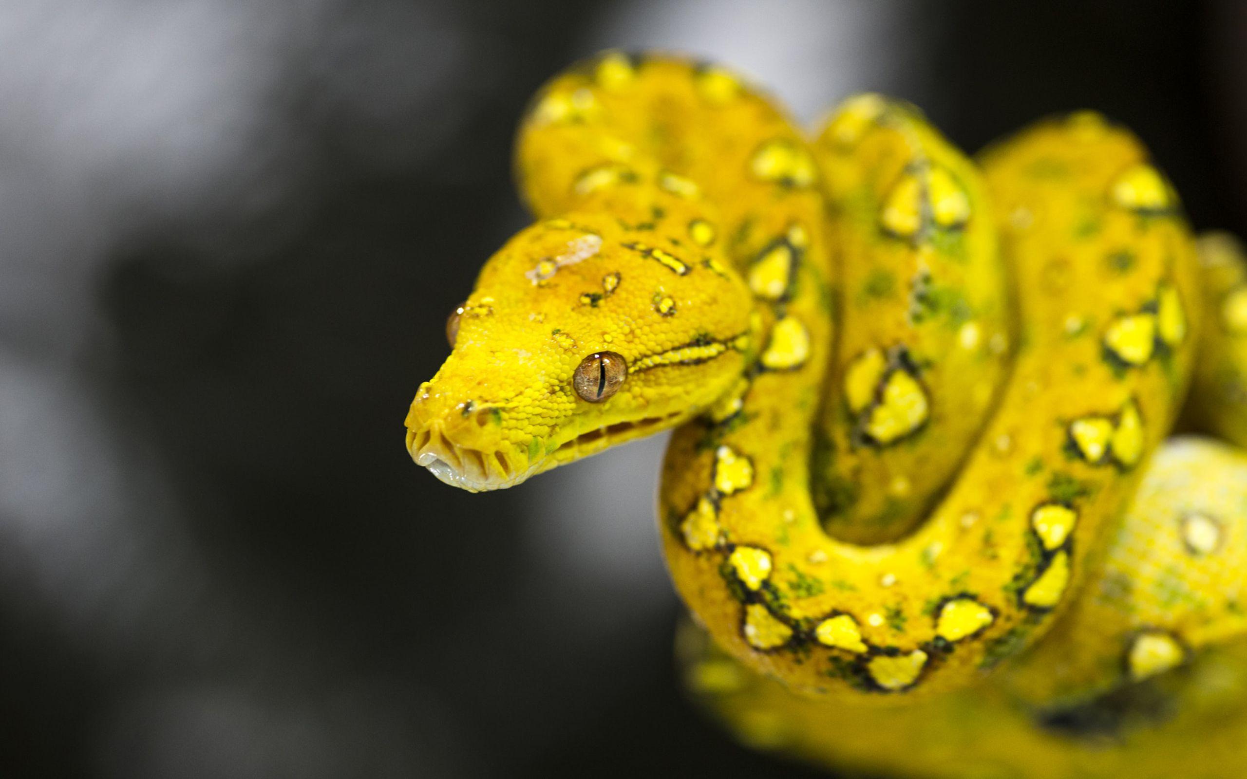 2560x1600 Yellow Snake Photo Green Tree Python (morelia Viridis) Decorative HD Wallpaper 2560x1600 :