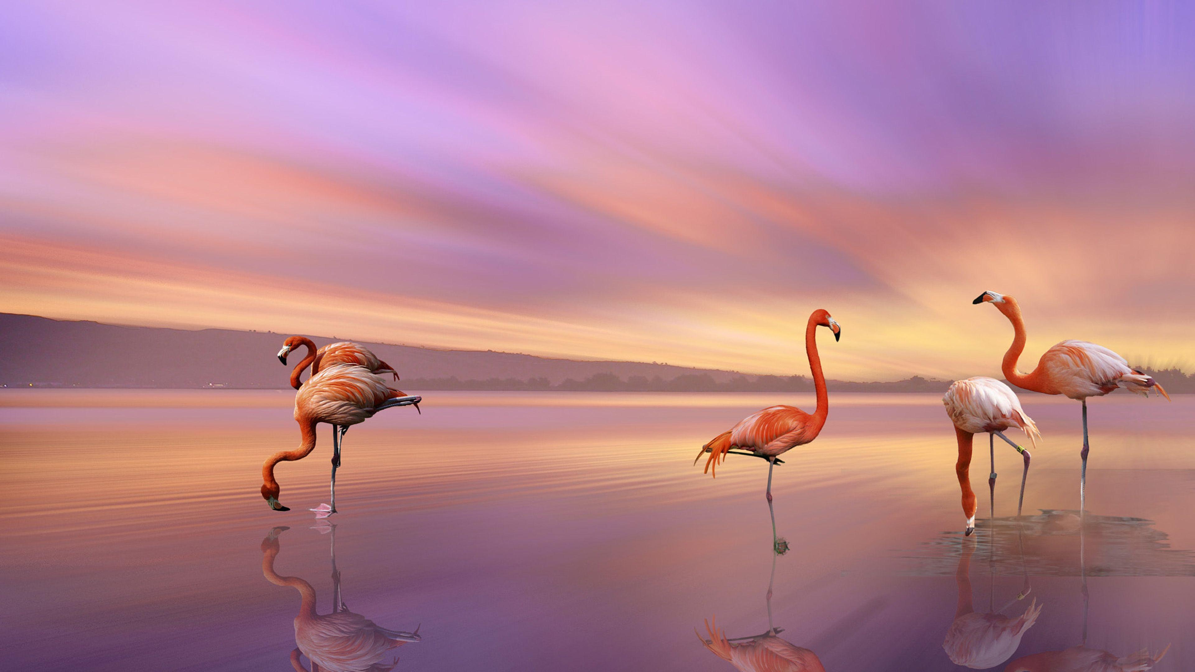 Flamingo Laptop Wallpapers - bigbeamng