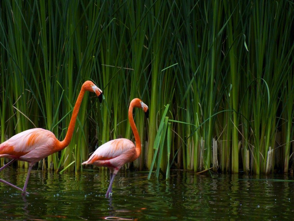 1024x768 Flamingo hình nền