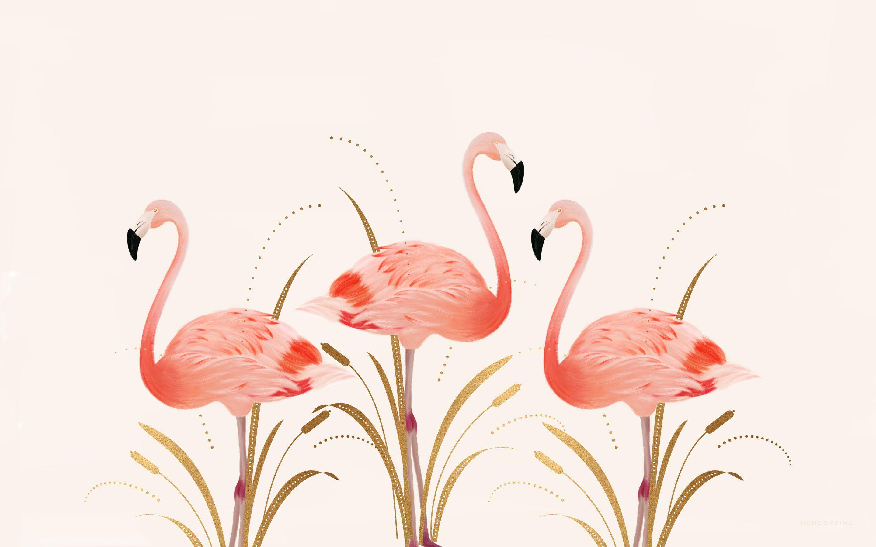 Máy tính để bàn hình nền Flamingo 2880x1800