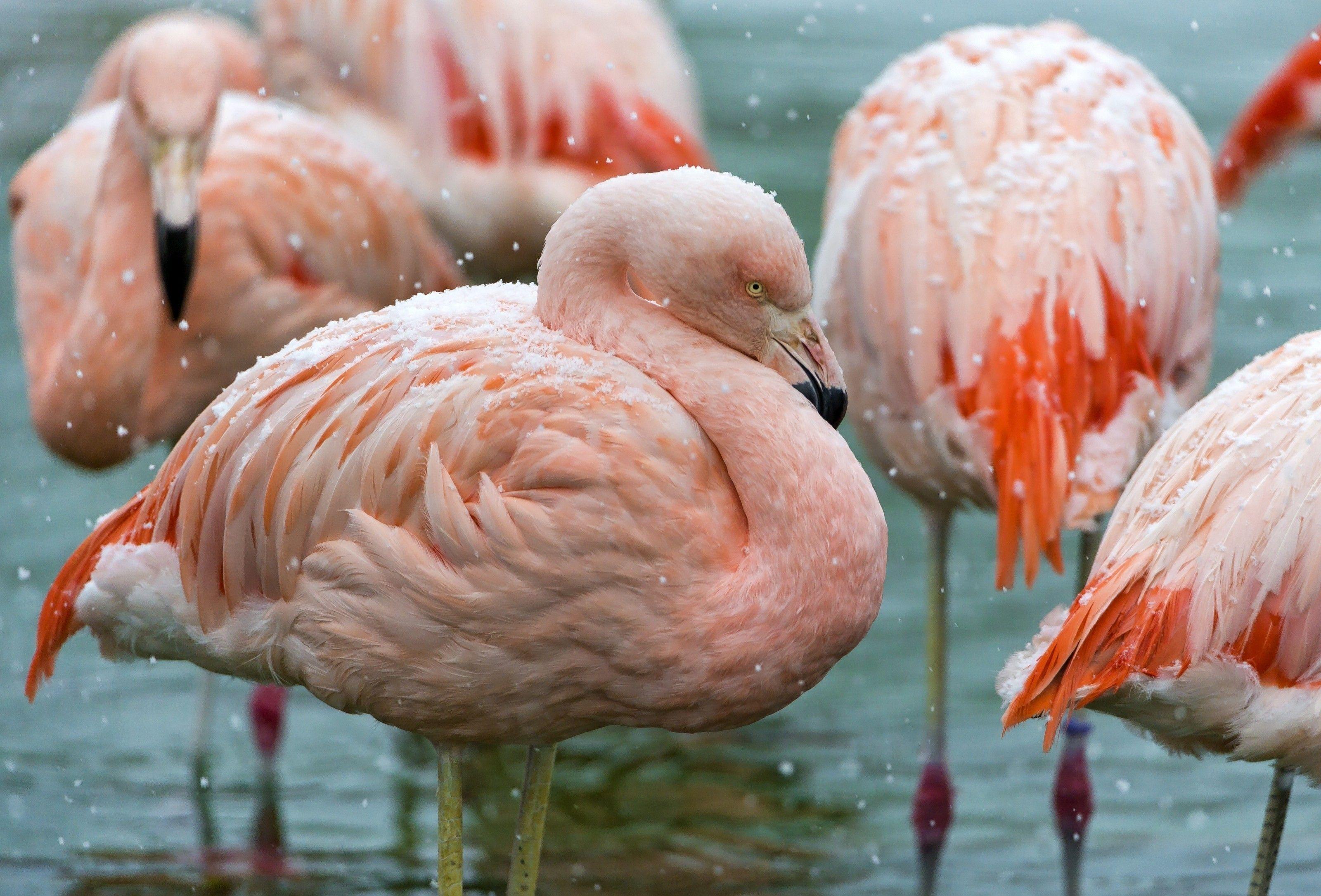 Hình nền HD 3200x2171 của Flamingo màu hồng, hình ảnh của gia cầm, 3200 × 2171 px