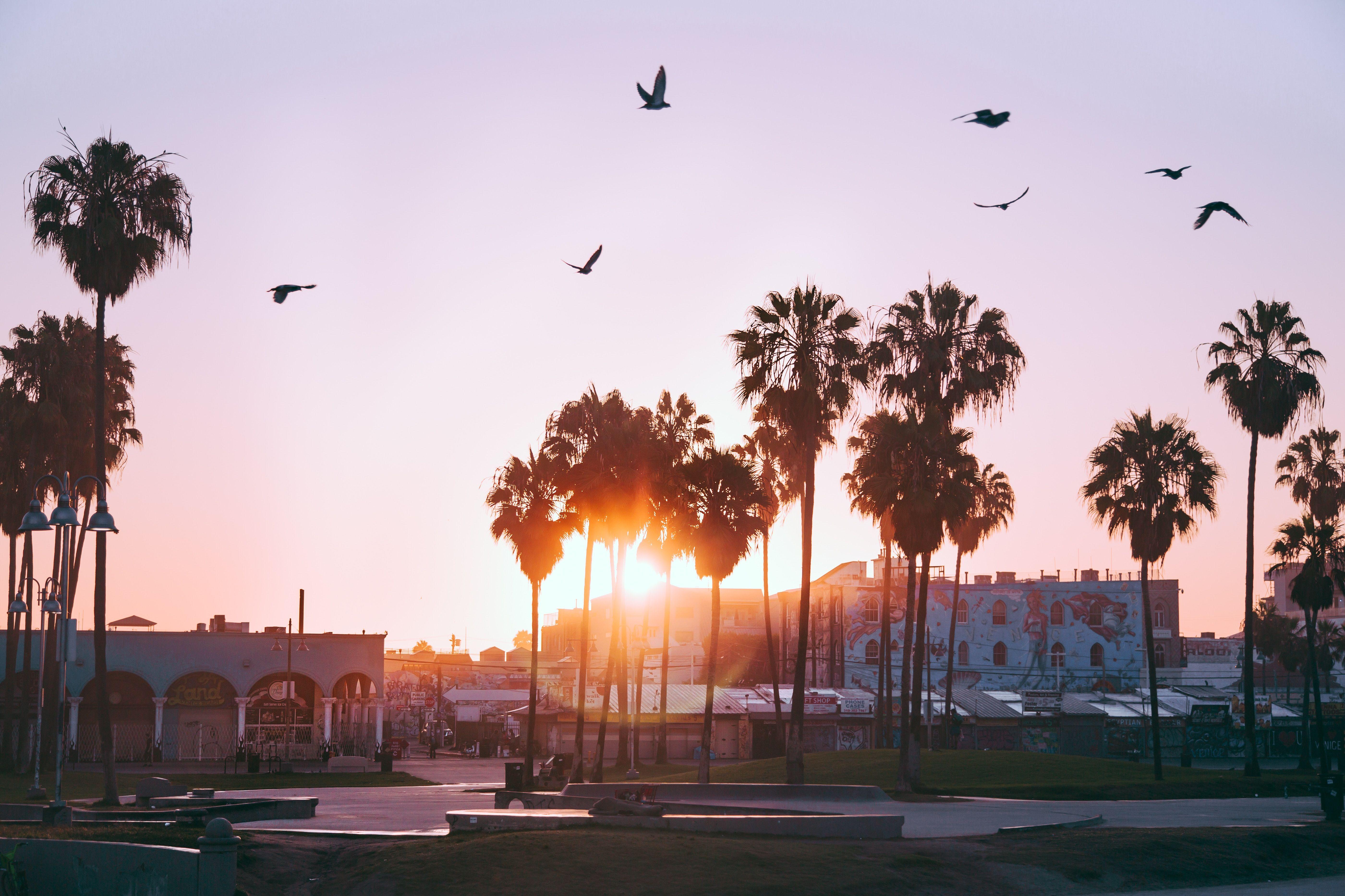 5602x3735 Download wallpaper 5602x3735 palm trees, dawn, birds, venice beach, los angeles, united states HD background
