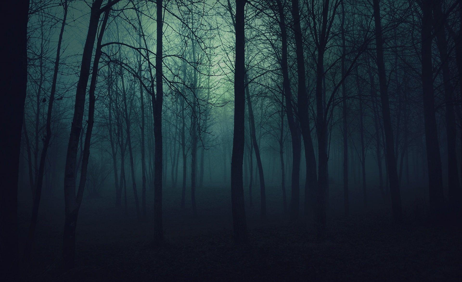 1920x1173 Dark Forest, forest illustration, Nature, Forests, tree, plant • Wallpaper For You HD Wallpaper For Desktop & Mobile