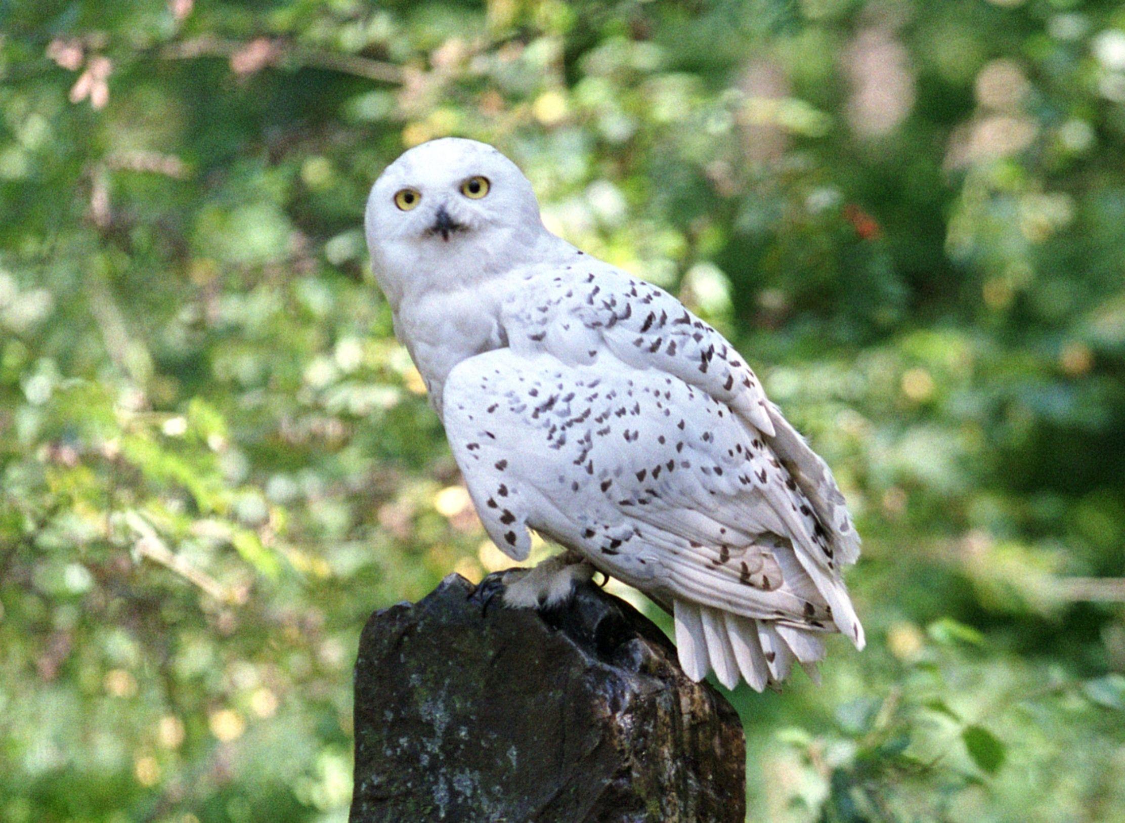 Harry Potter Hedwig Wallpapers Top Free Harry Potter Hedwig Harry Potter Hedwig Wallpapers Top Free Harry Potter Hedwig