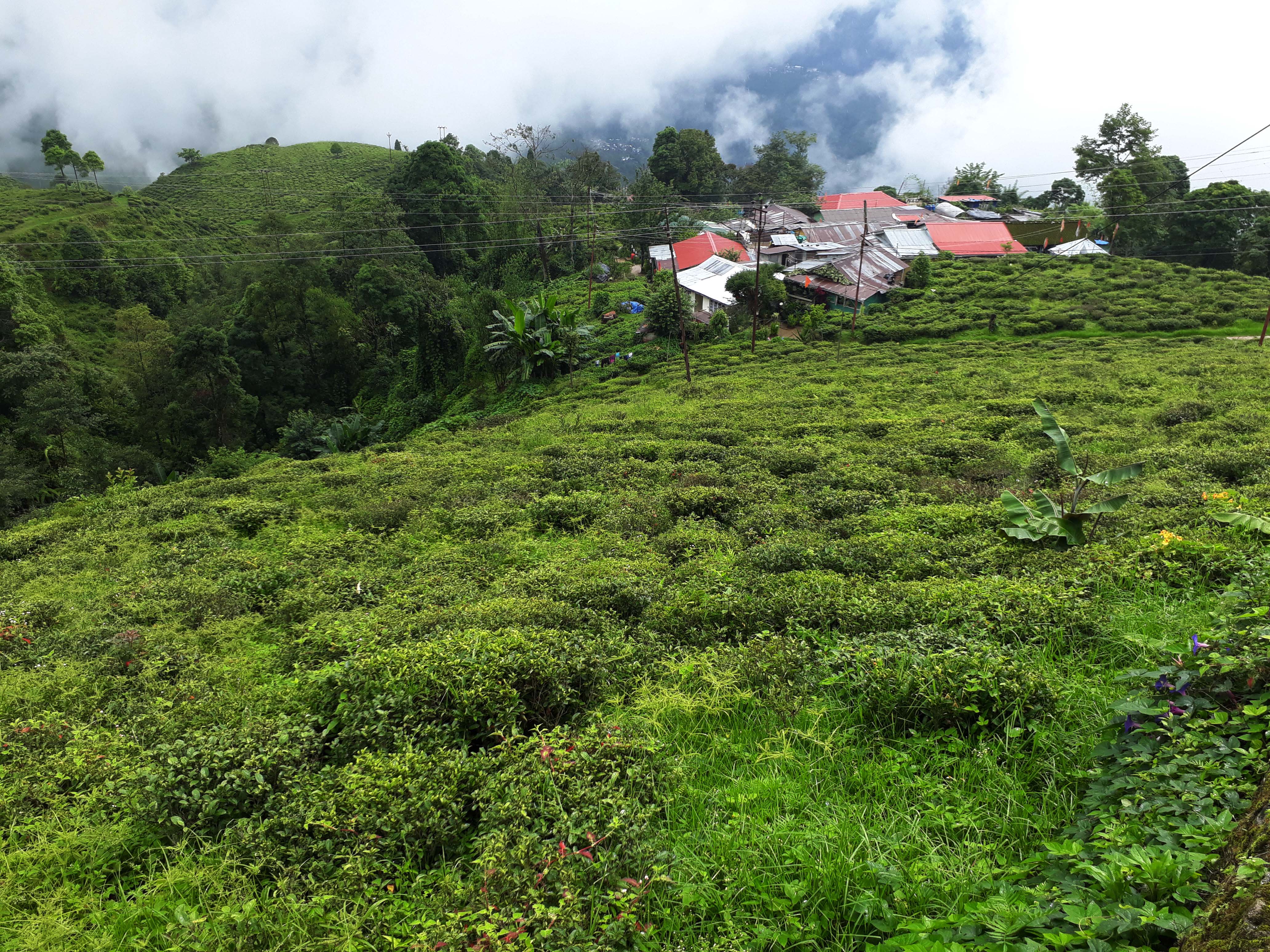 4128x3096 Political storm brewing for Darjeeling tea