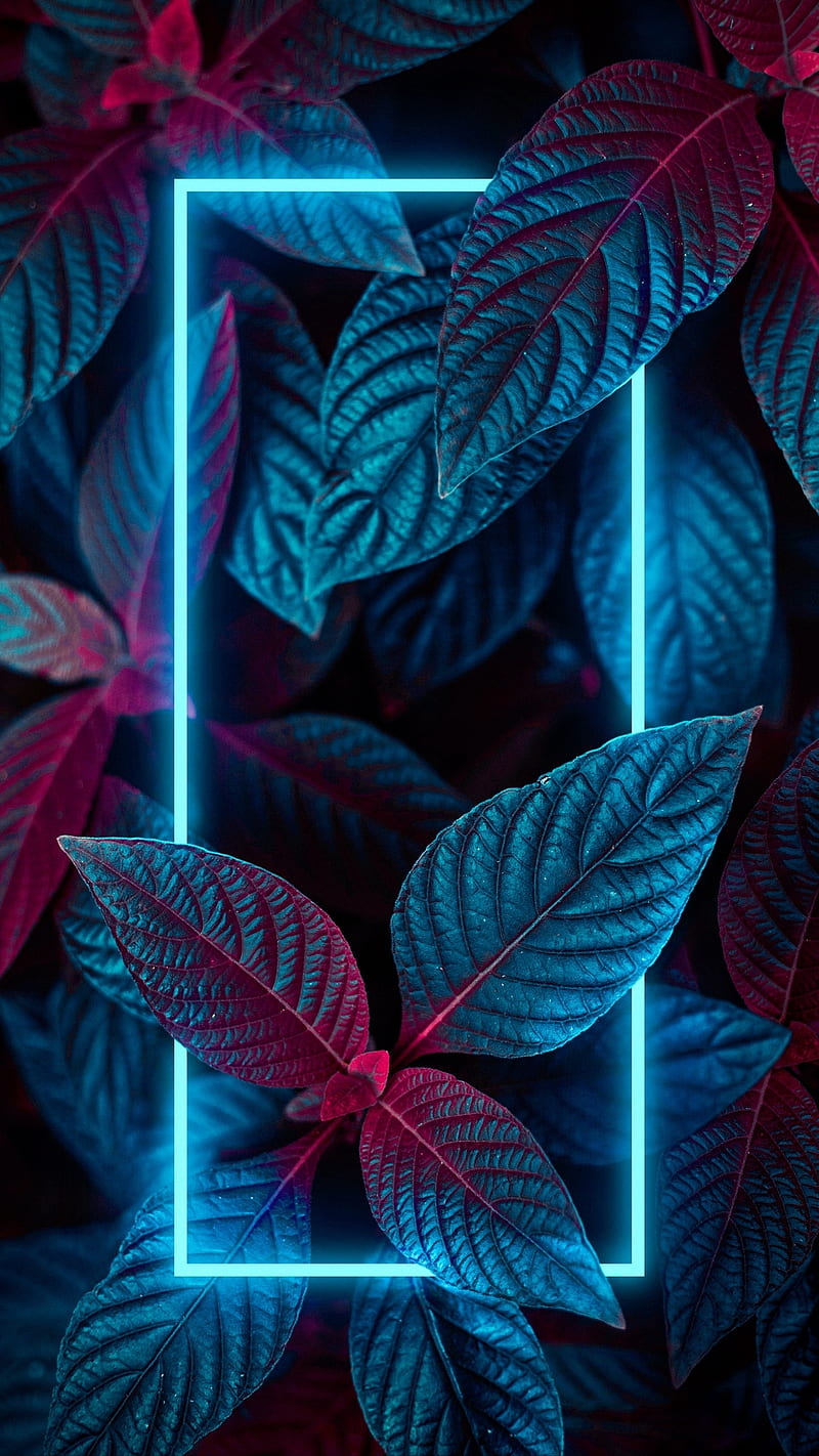800x1422 HD smart wallpaper