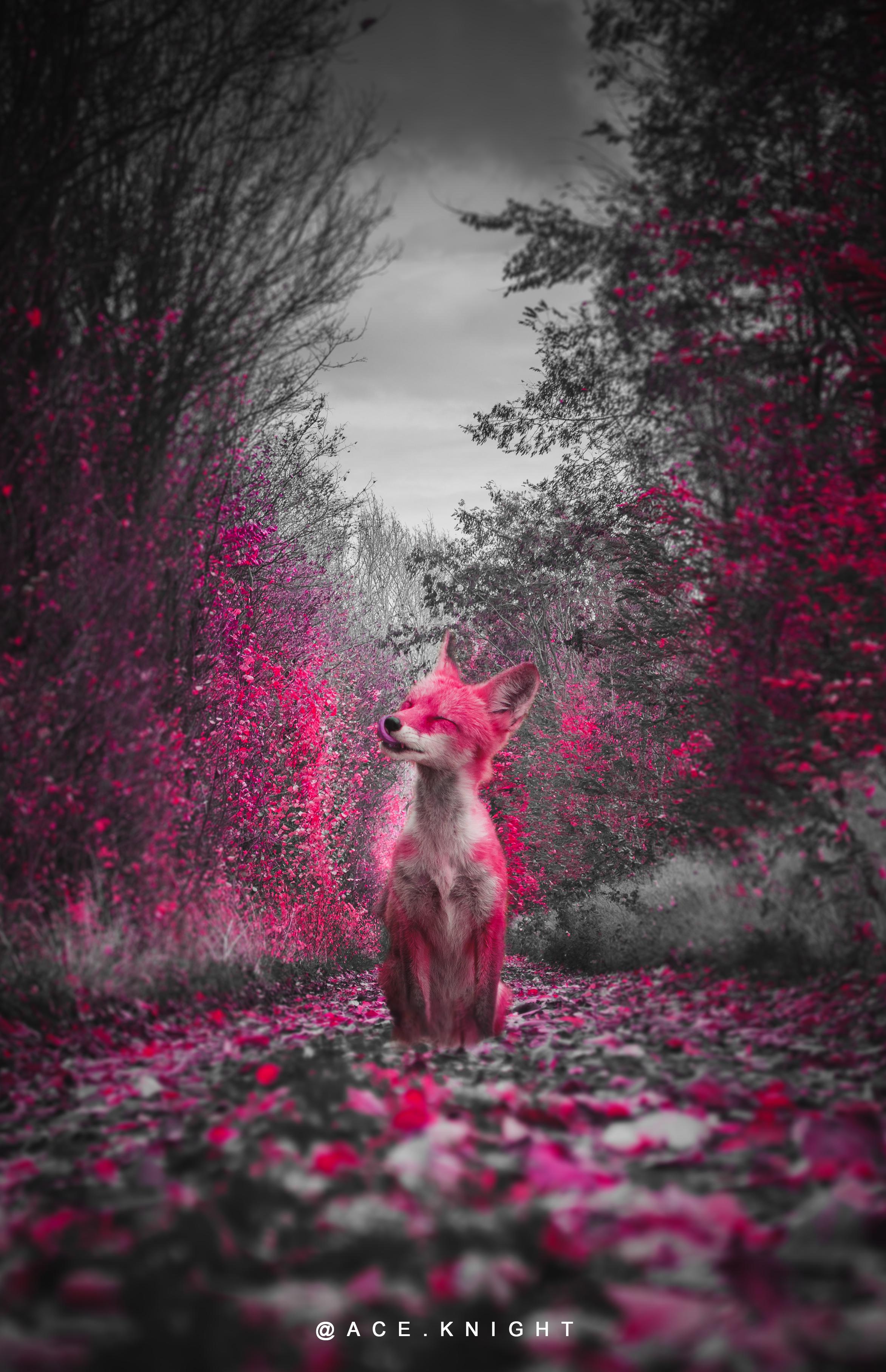 2345x3631 Magic Fox! I love how this turned out