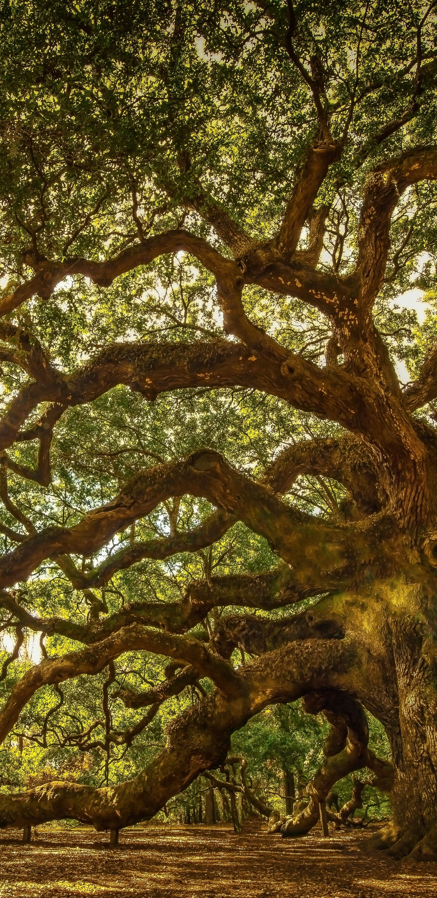 1440x2960 Desktop wallpaper: Angel Oak, Earth, Angel Oak Tree, Branch, Sun, South Carolina, Jonhs Island, Sunbeam, Sunbean, Oak, Trees 4K free download for PC. 1141512