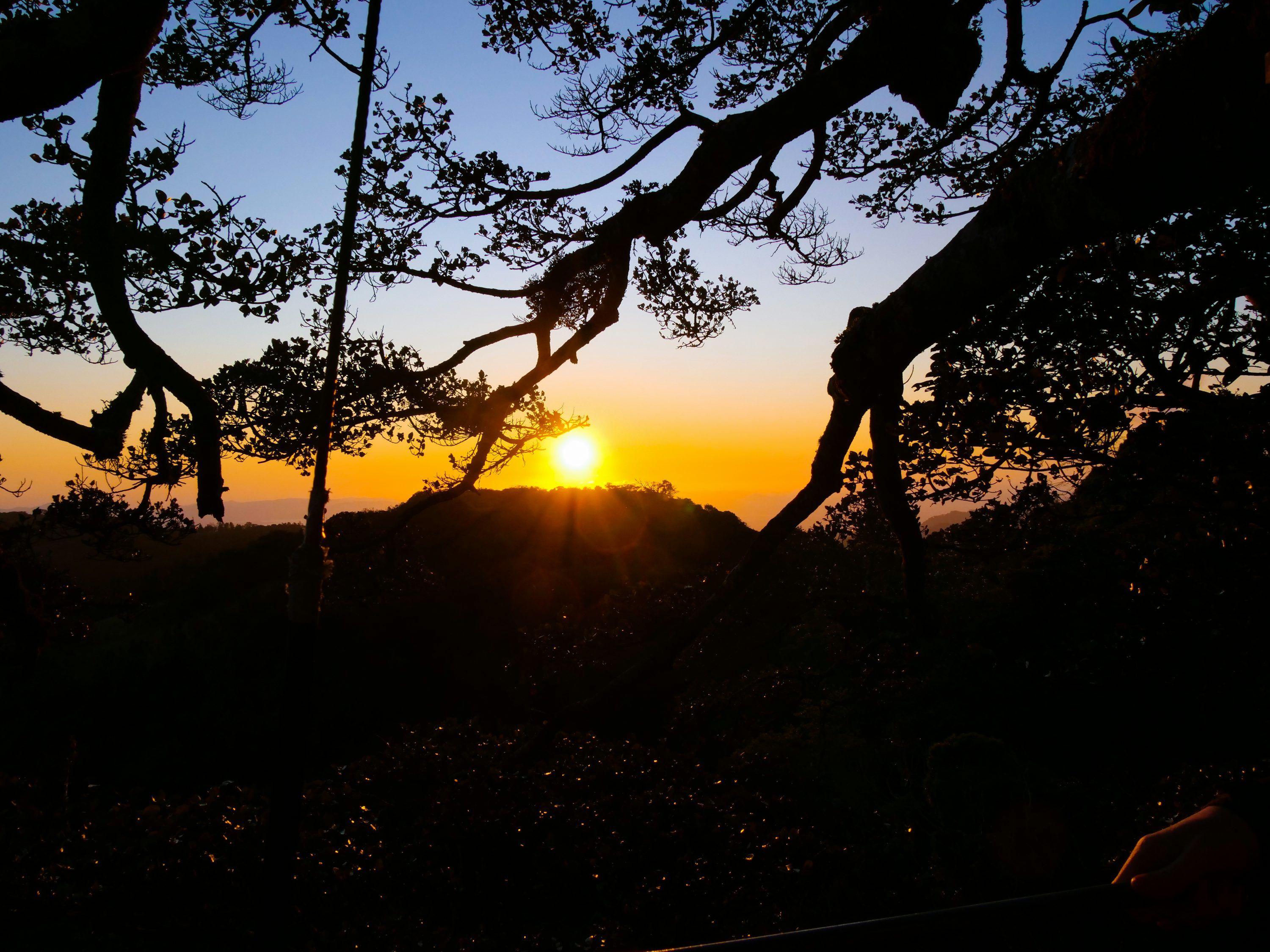 3000x2250 Jungle Sunset Picture. Download Free Image