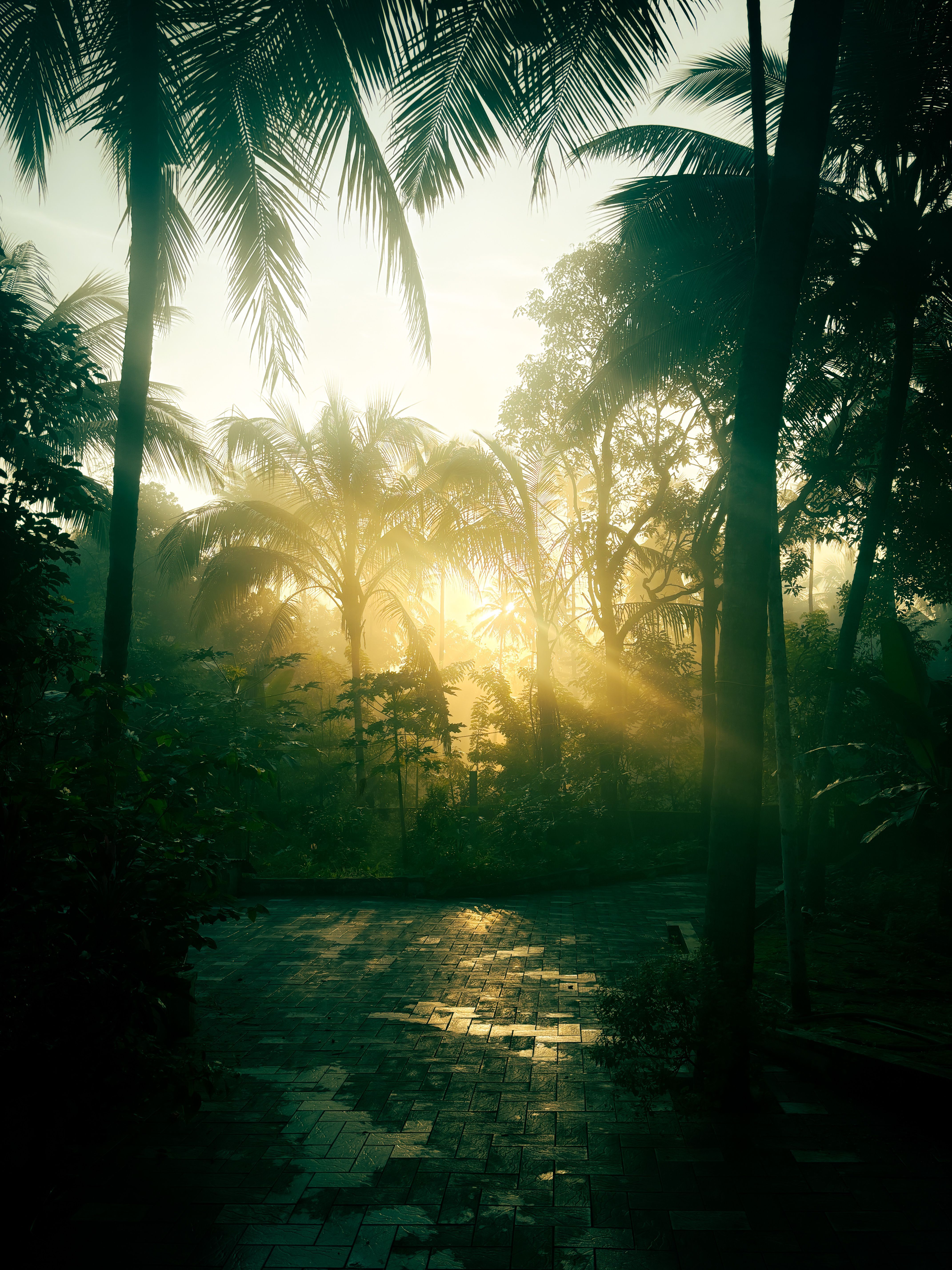 4284x5712 Jungle Sunset Photo, Download The BEST Free Jungle Sunset & HD Image