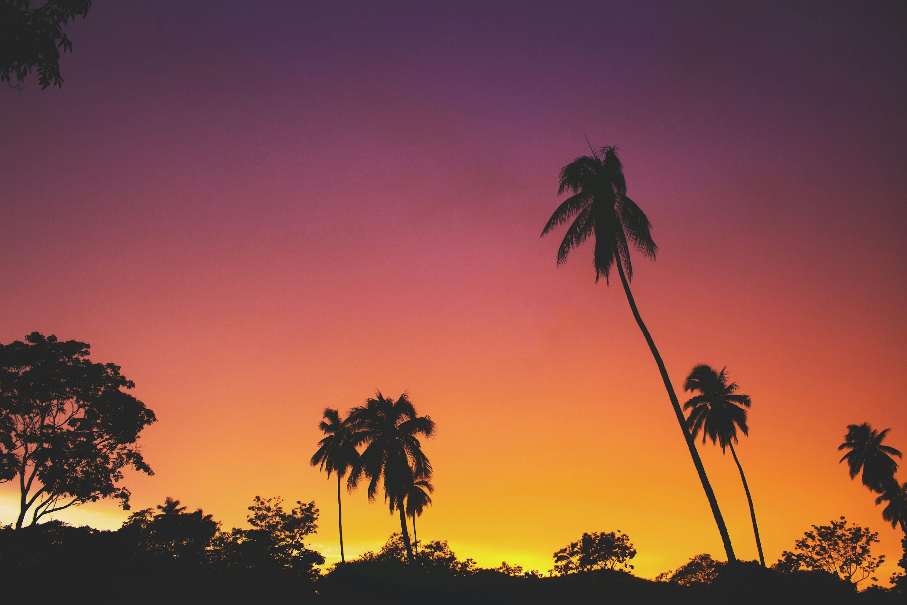 3000x2000 Jungle Sunset Picture. Download Free Image