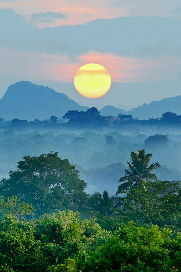 735x1102 Experience the Magic of Alexis & Sophie. Misty jungle evening view, Relaxing nature wallpaper ideas