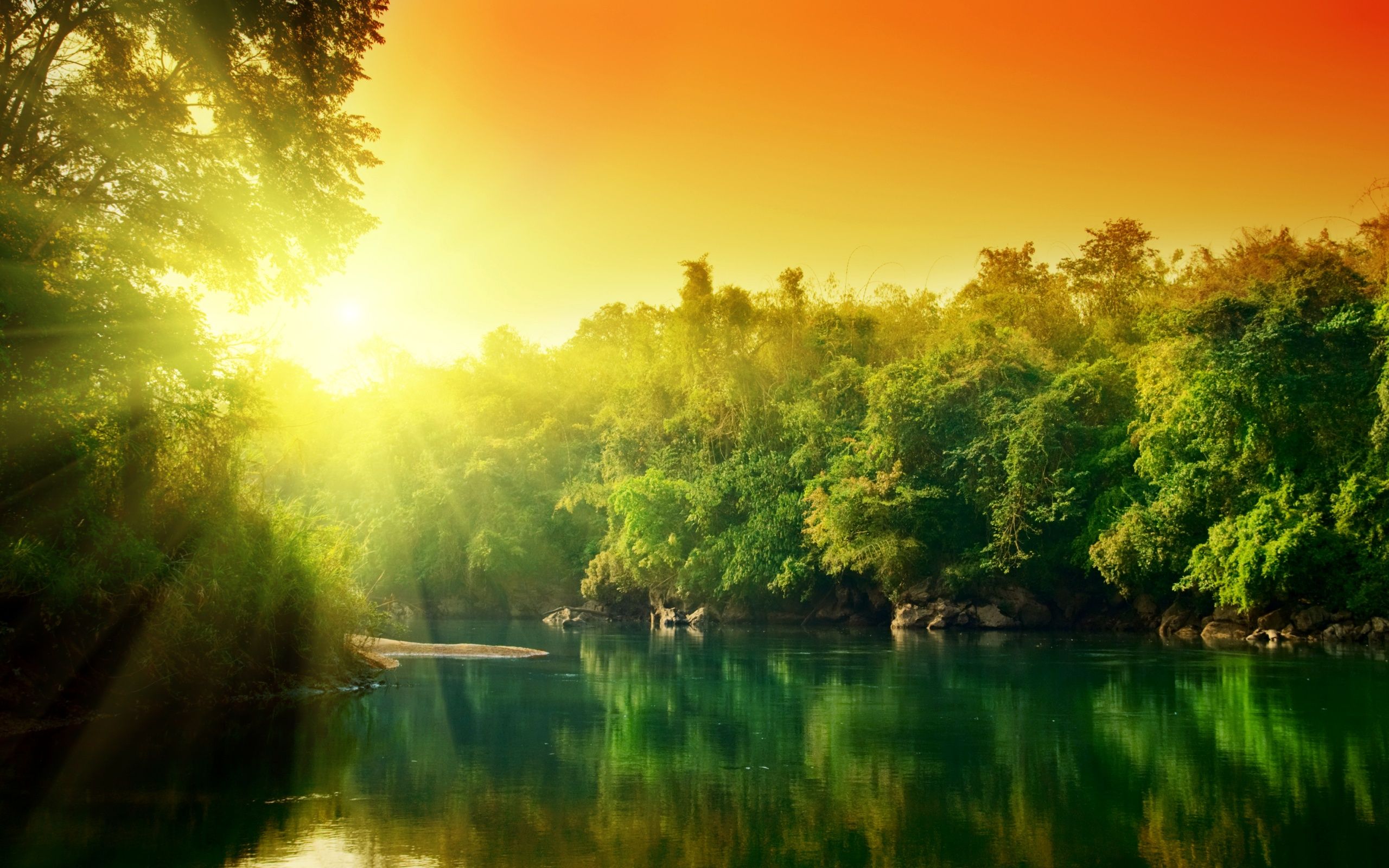 2560x1600 sunset, In, Jungle Wallpaper HD / Desktop and Mobile Background