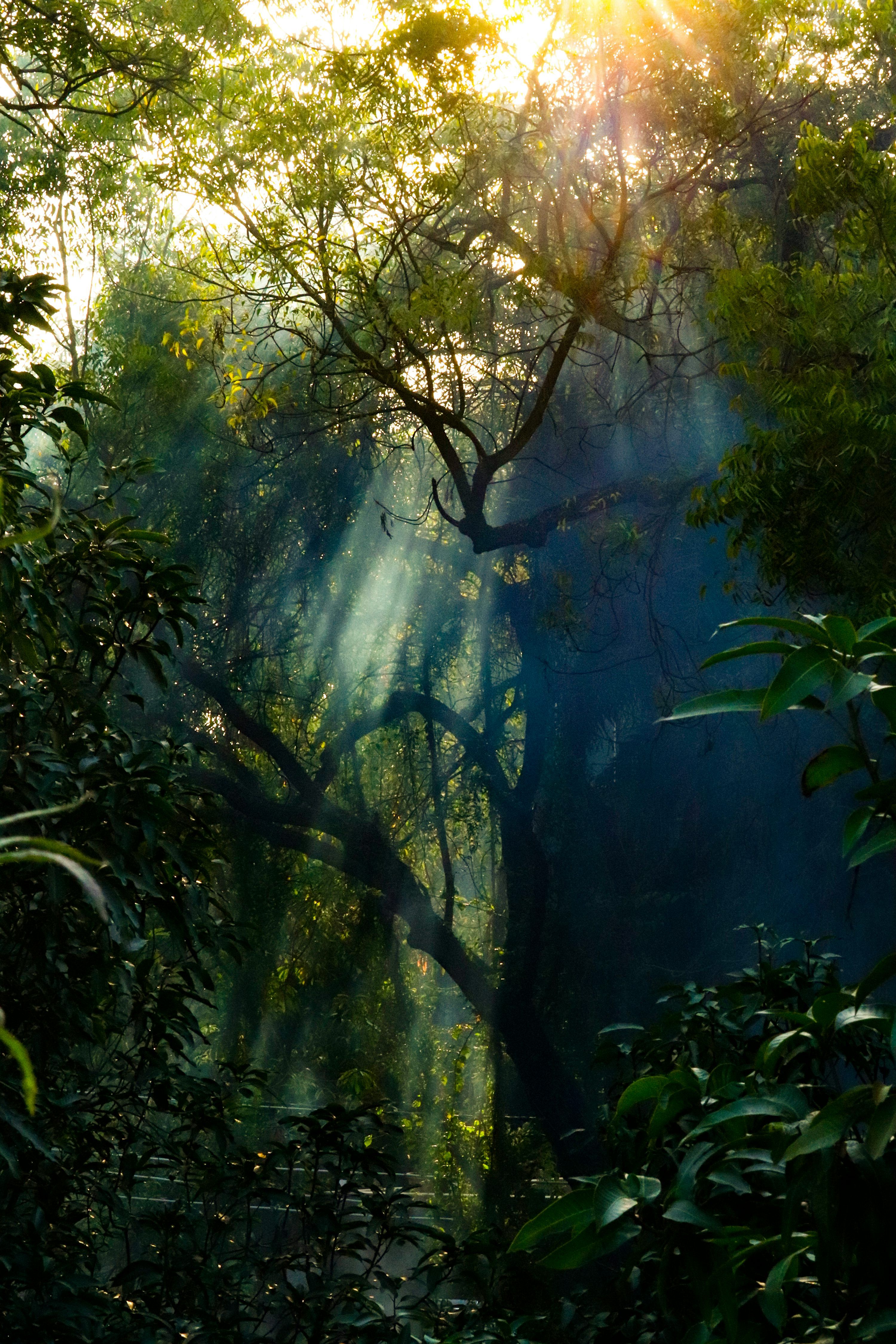 3000x4500 Jungle Sunset Picture. Download Free Image
