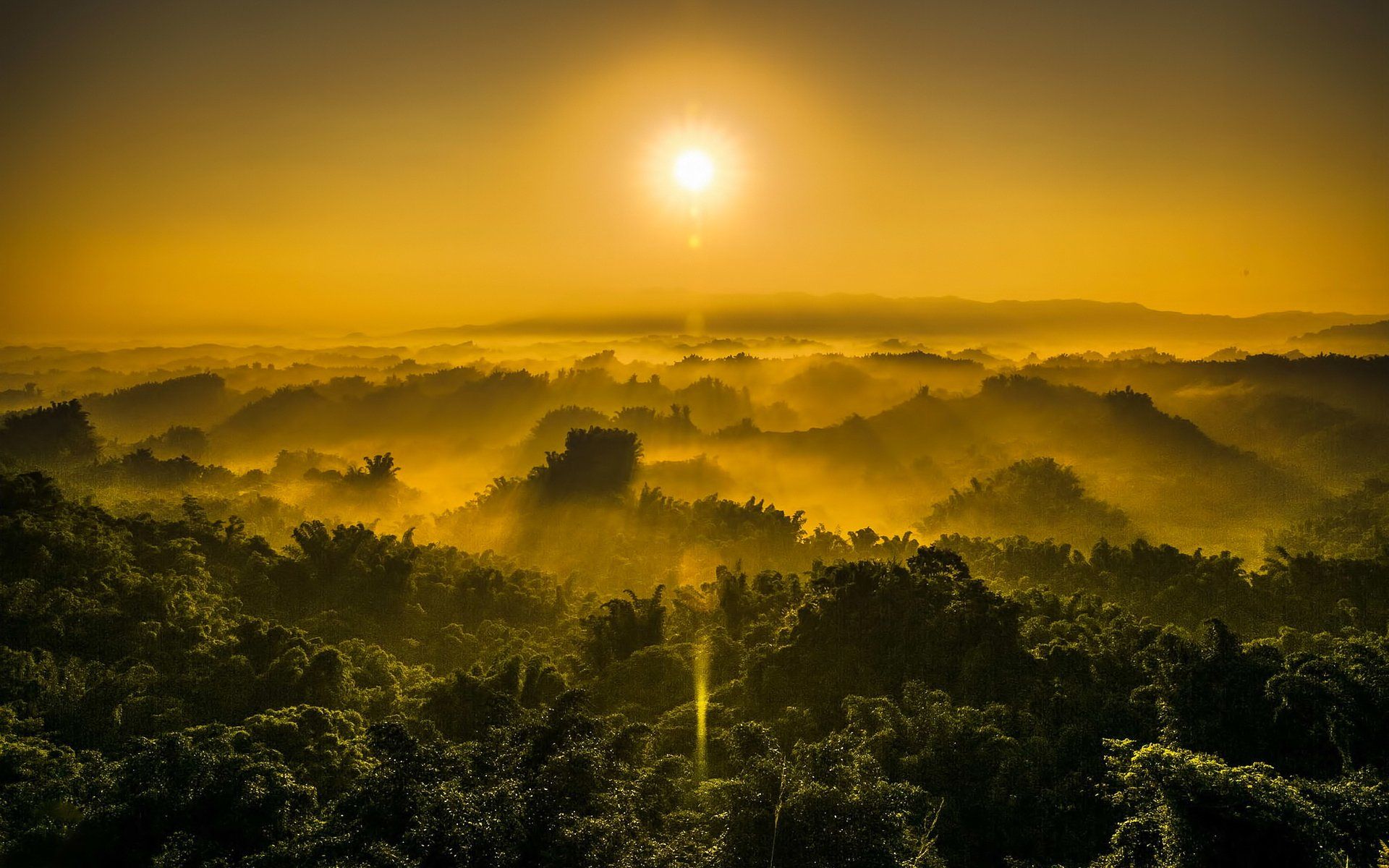 1920x1200 Golden Sunbeam Over Lush Nature