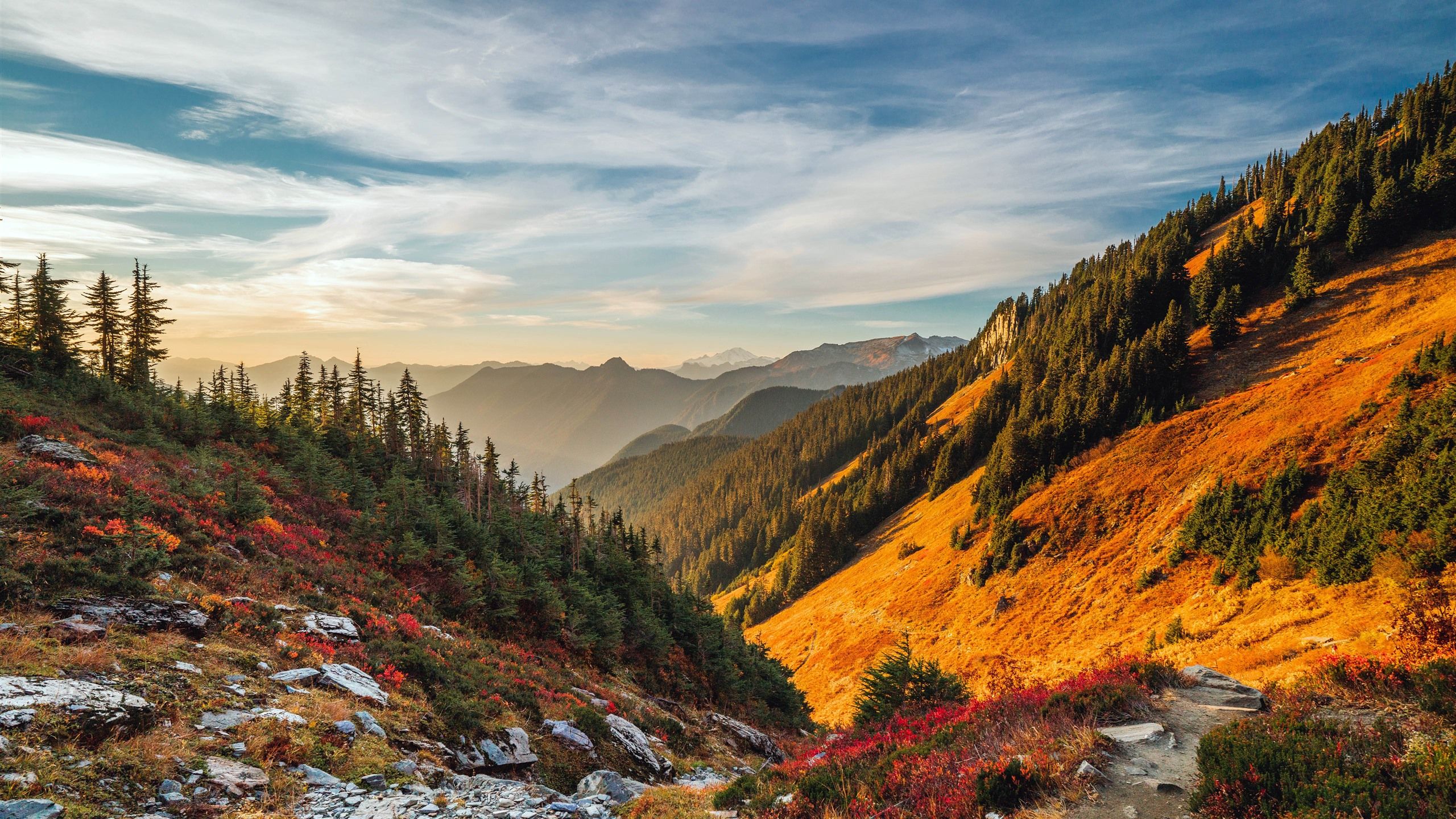 2560x1440 Jungle Sunset Mount Baker Washington USA 5K