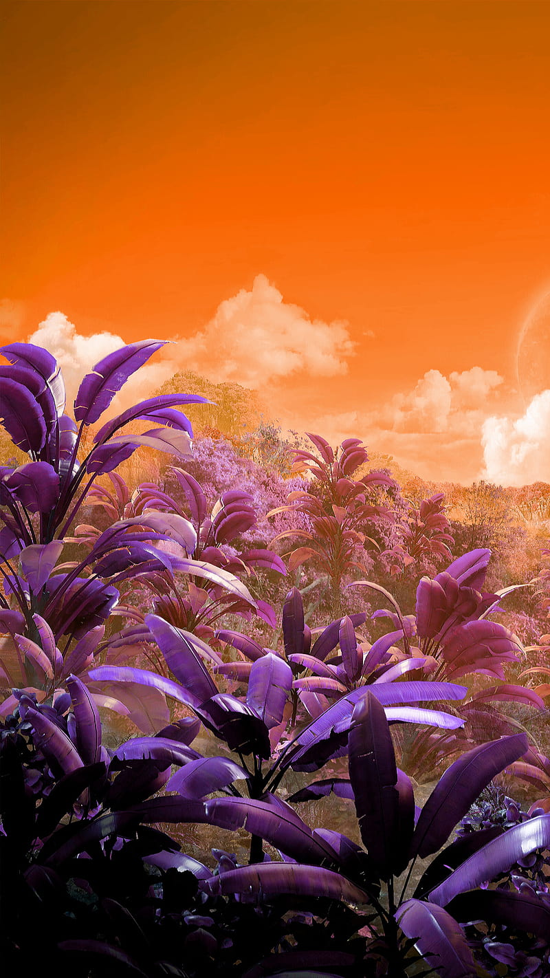 800x1422 Jungle leaves, forest, leaf, nature, plant, sky, sunset, HD phone wallpaper