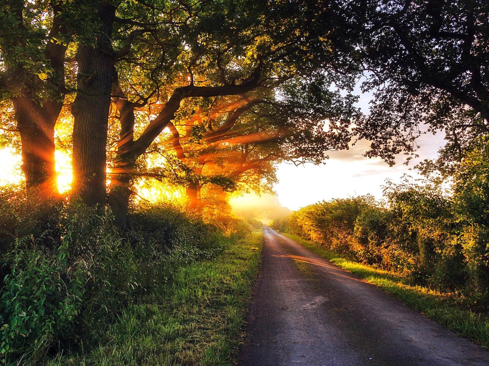 1600x1200 Jungle Sun Photo HD Wallpaper