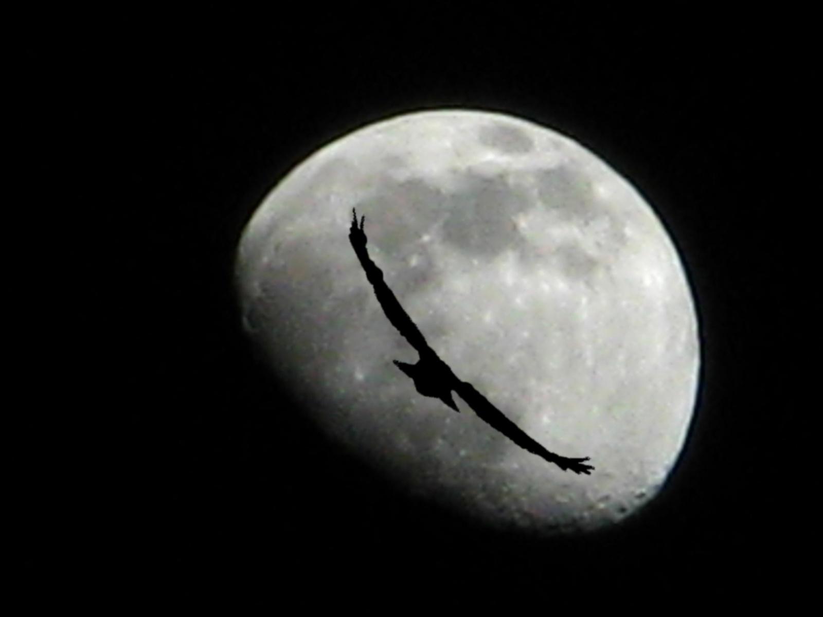 1600x1200 Fly me to the MoOn 1600x1200 Wallpaper