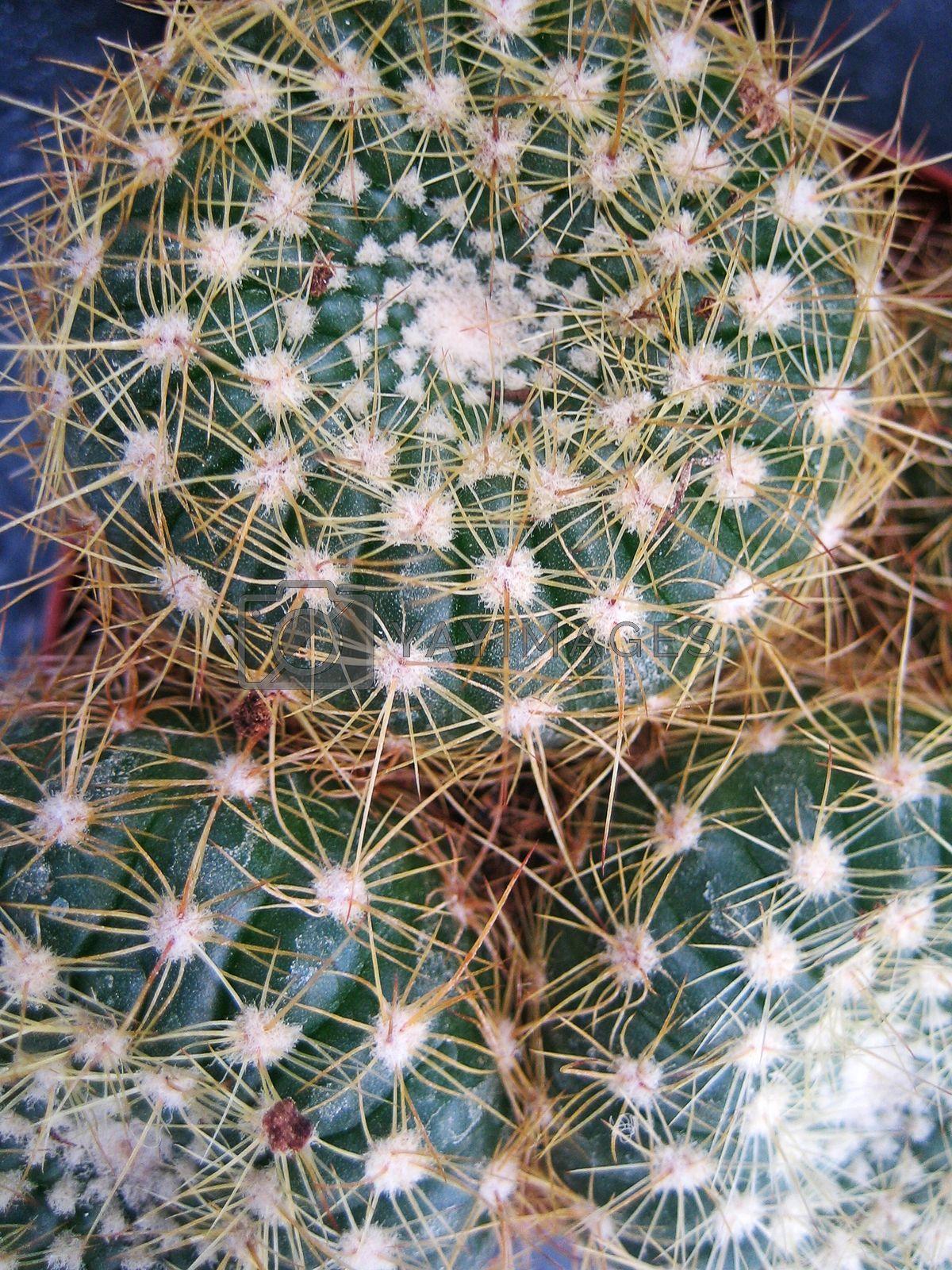 1200x1600 Tropical cactus macro greenhouse in albanian vintage background wallpaper Royalty Free Stock Image. YAYIMAGES Free and Vectors