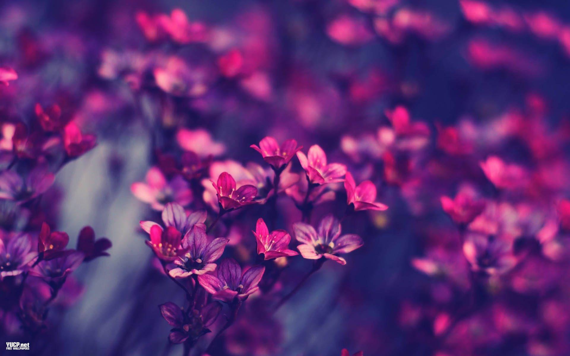 1920x1200 Vintage Flowers Wallpaper