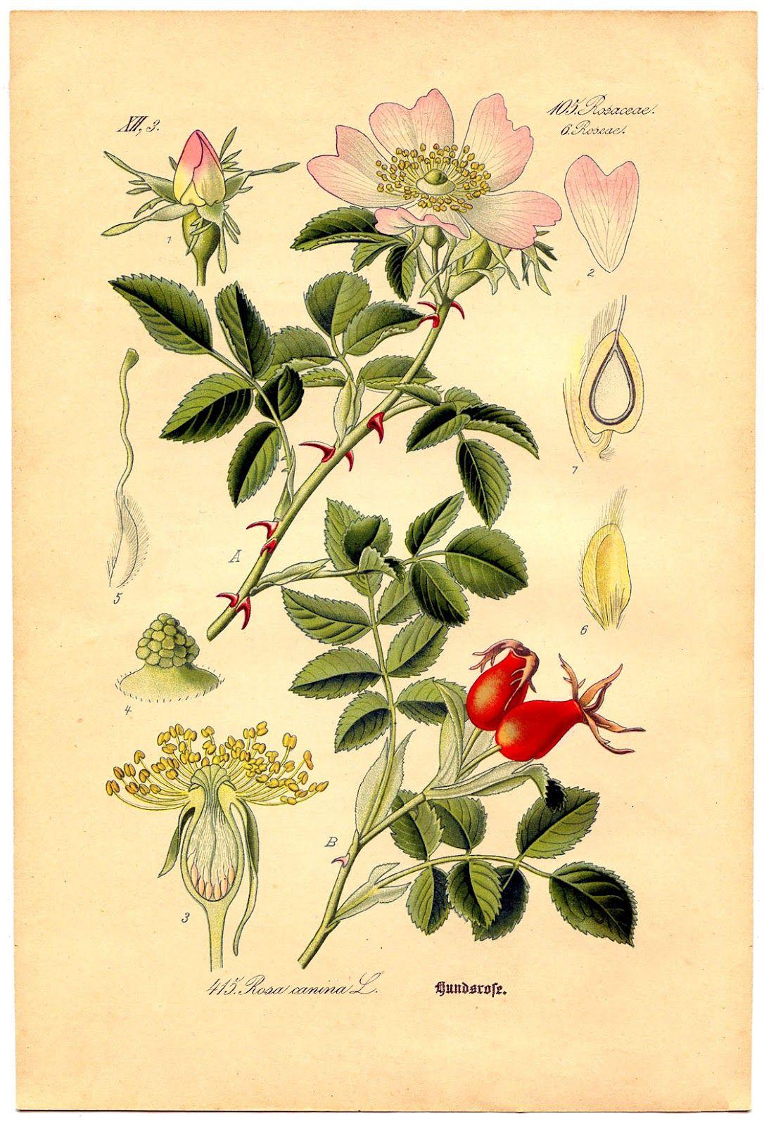1086x1600 Botanical Wallpaper. Botanical Garden Wallpaper, Botanical Print Wallpaper and Botanical Illustration Wallpaper