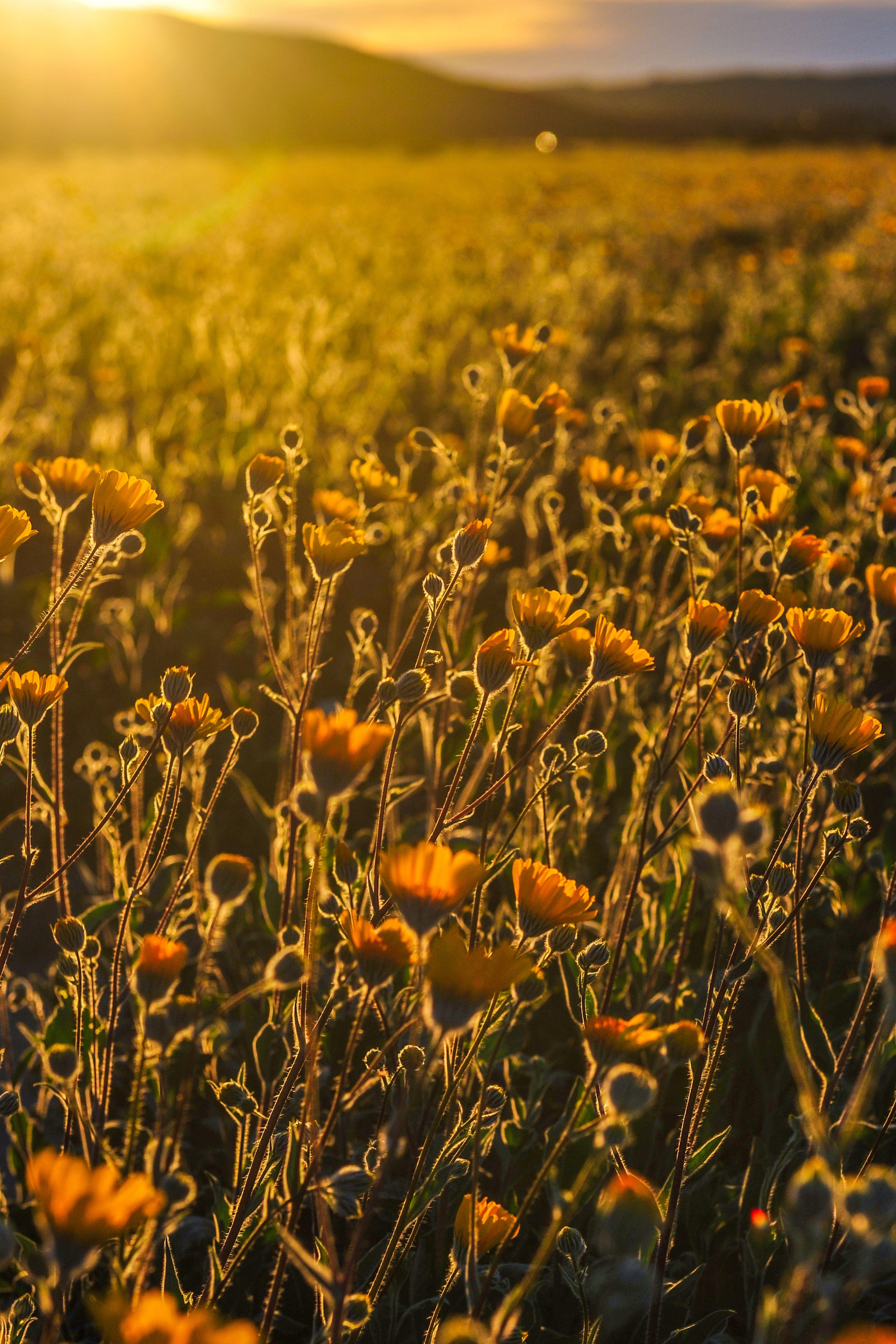 4000x6000 Amazing Travel Wallpaper for iPhone X. California poppy, Landscape, Aesthetic wallpaper