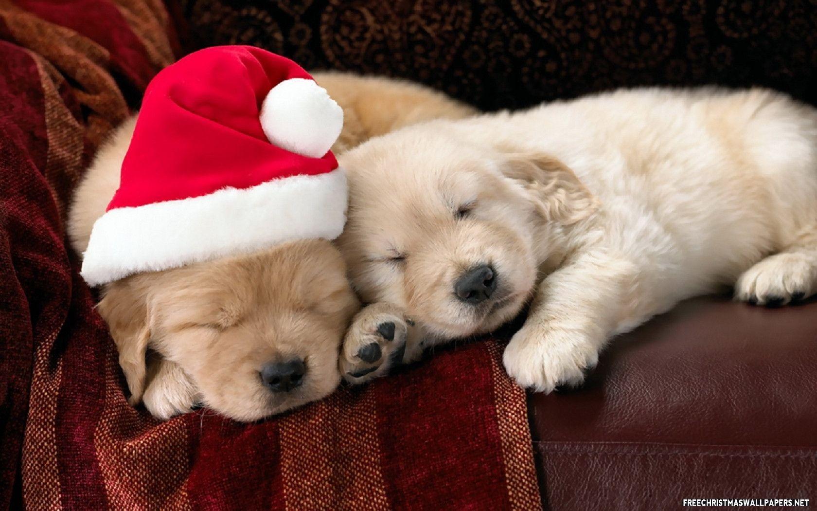 1680x1050 Christmas Puppy