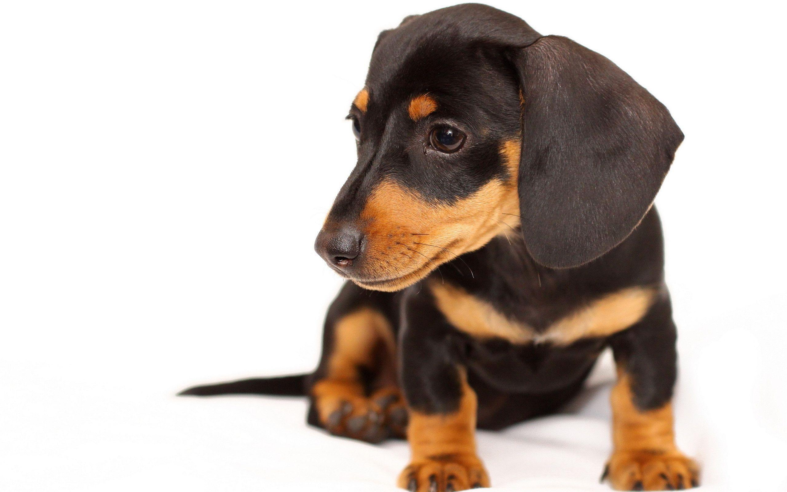 2560x1600 Black Brown Puppy