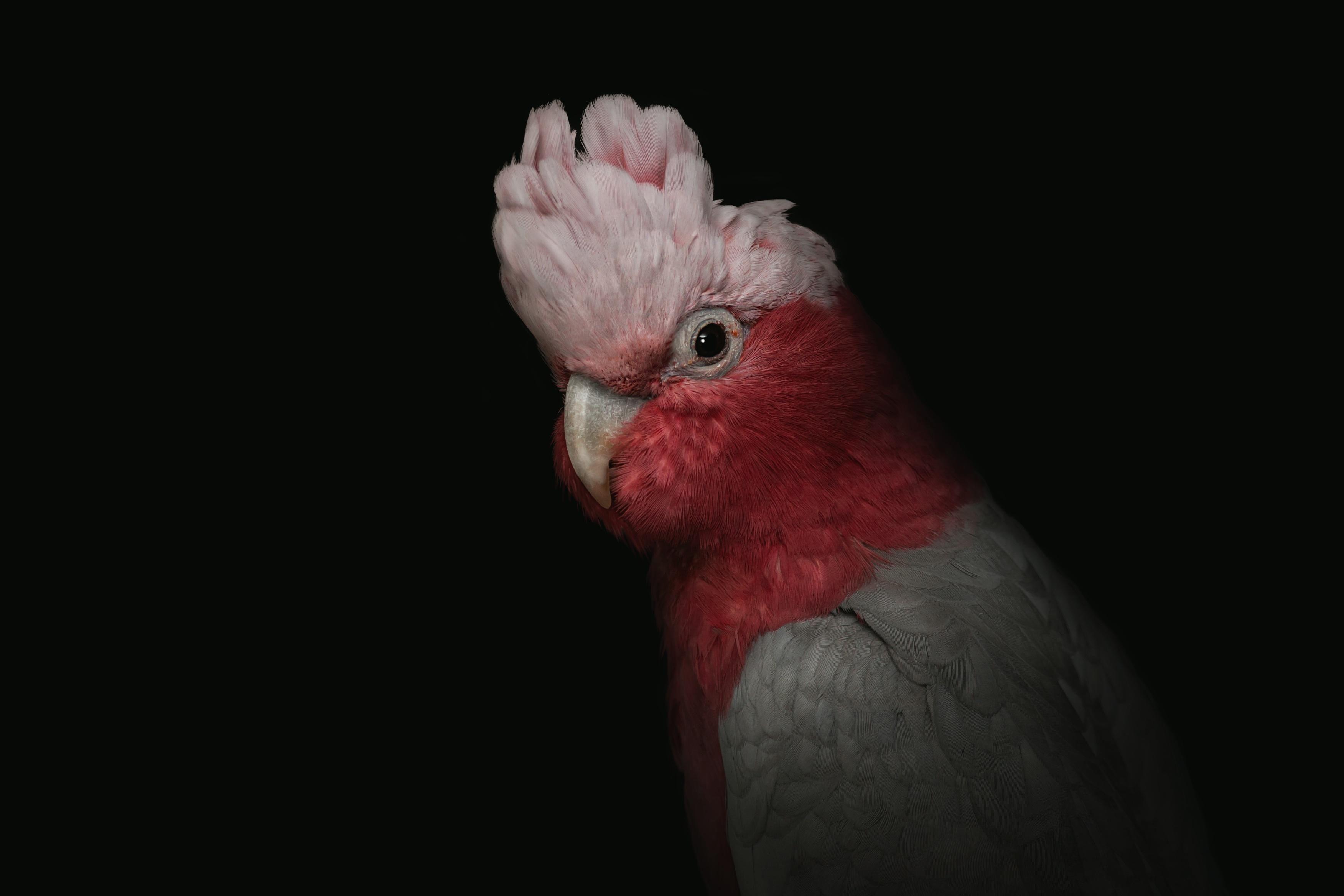 3504x2336 wallpaper cockatoo, parrot, bird, pink, portrait, funny HD : Widescreen : High Definition