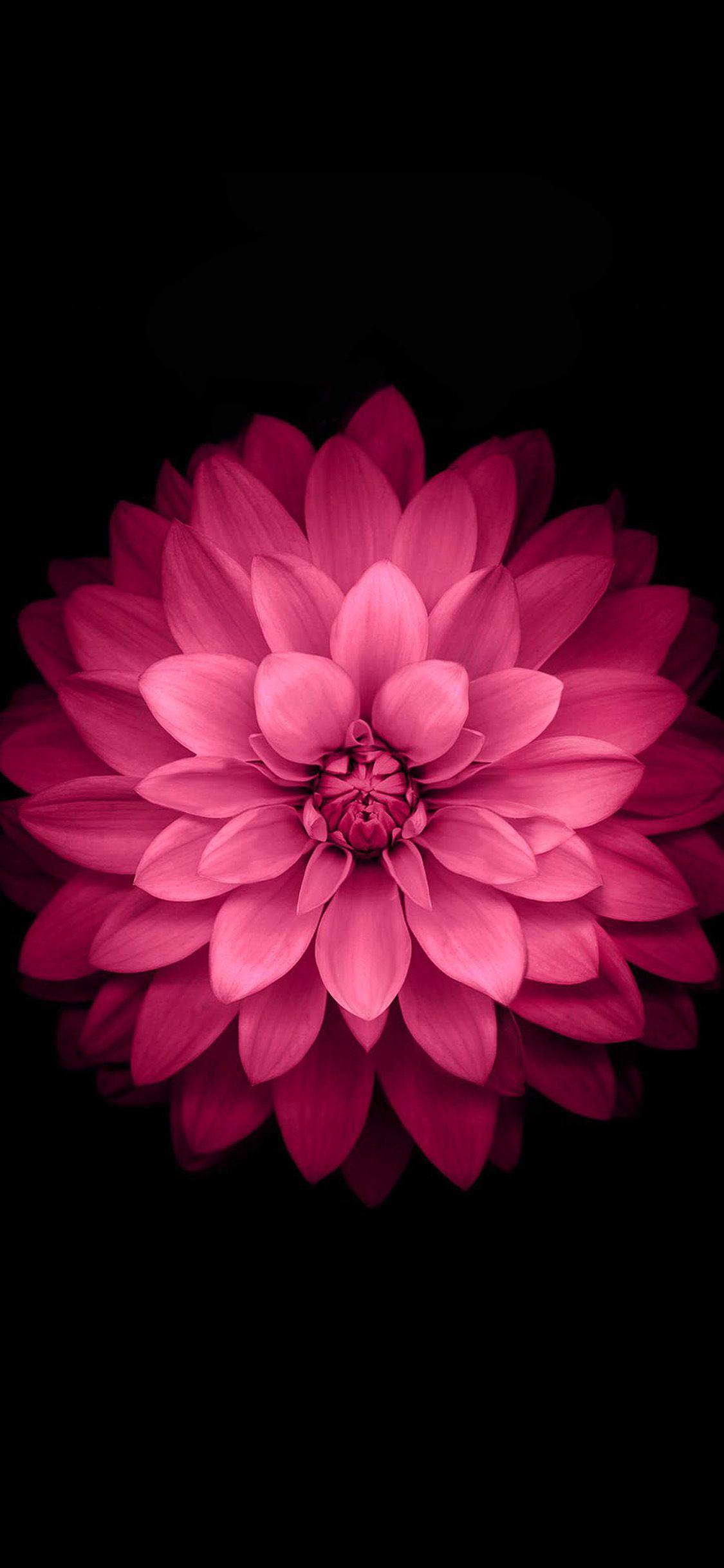 1125x2436 IPhone Official Flower (red) Iphone X Wallpaper IPhone X & X2