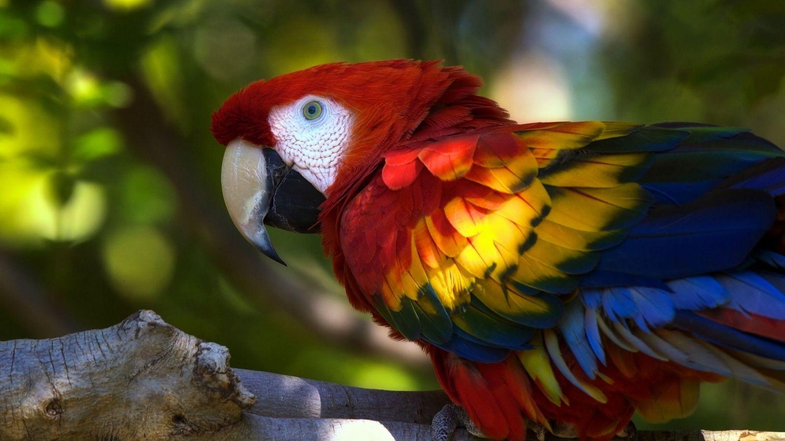 1600x900 Cute Parrot Wallpaper