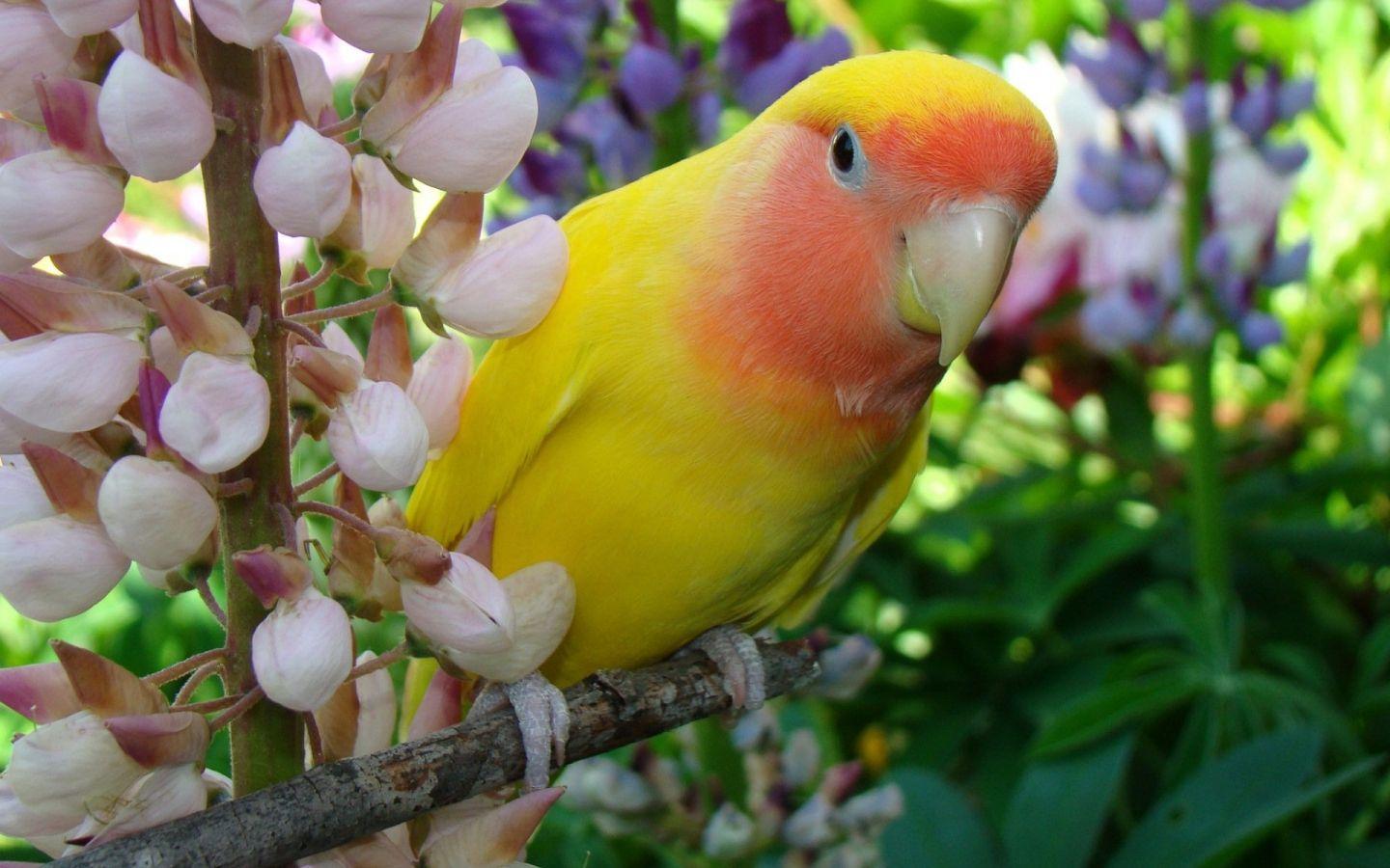 Cute Parrot Wallpapers - Top Free Cute Parrot Backgrounds - WallpaperAccess